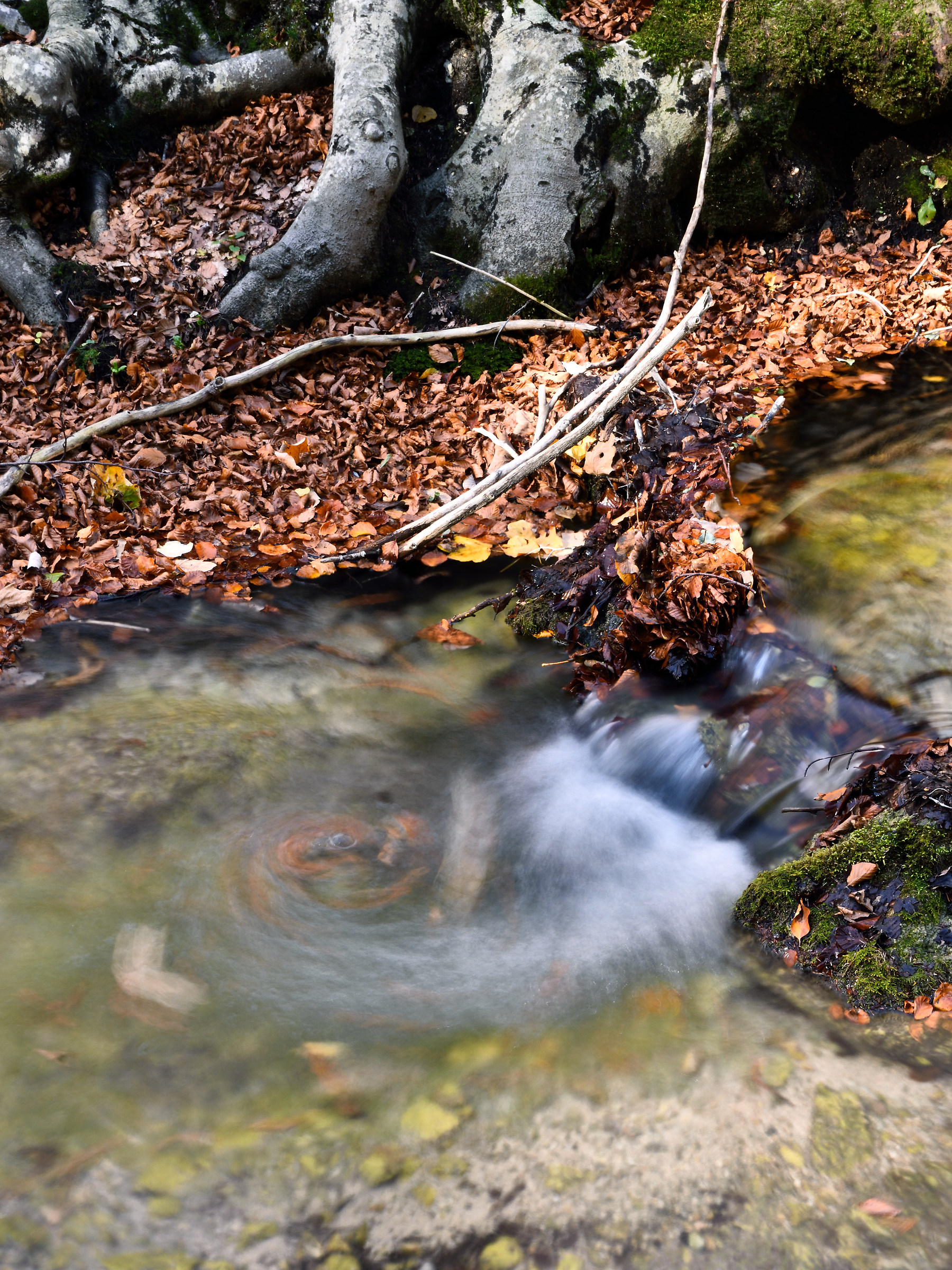 Vortice ai piedi del vecchio faggio.