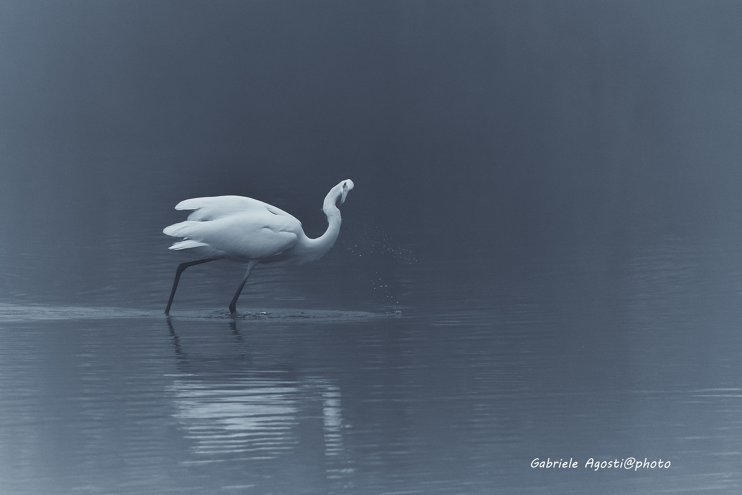Airone nella nebbia