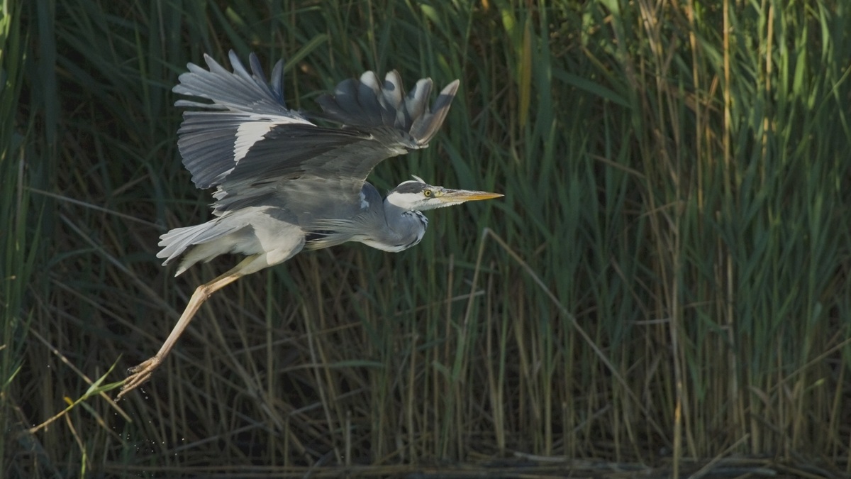 A Grey Heron in flight.
