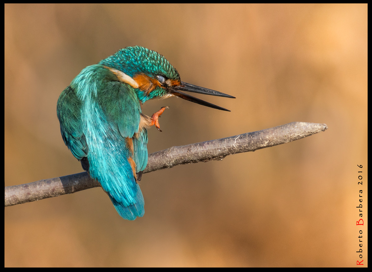 Martin pescatore maschio