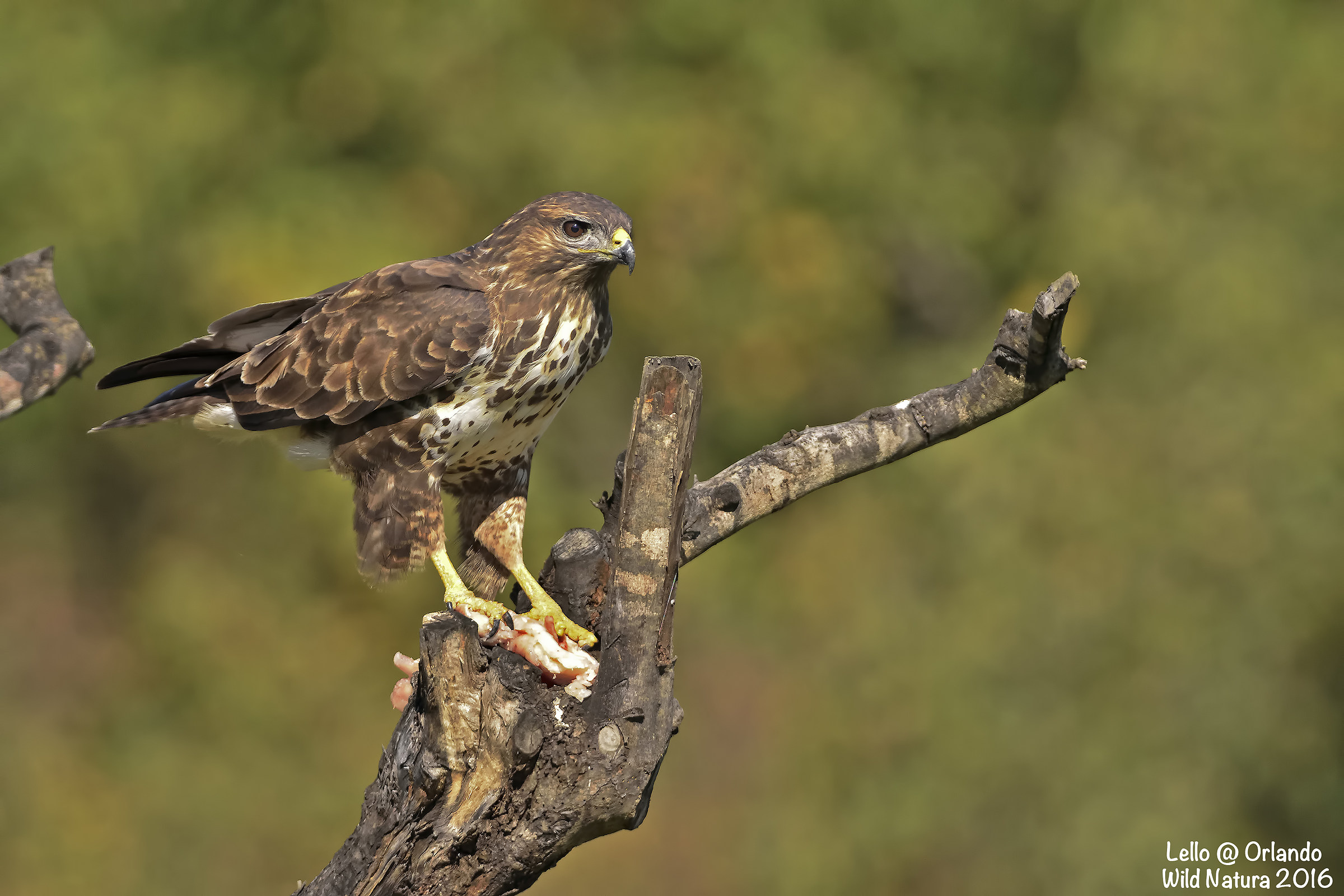 Buzzard in the Wild