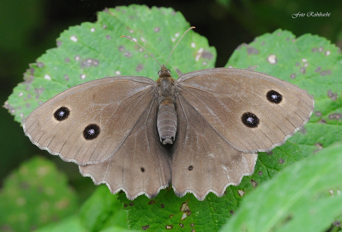 Minois dryas / driade...