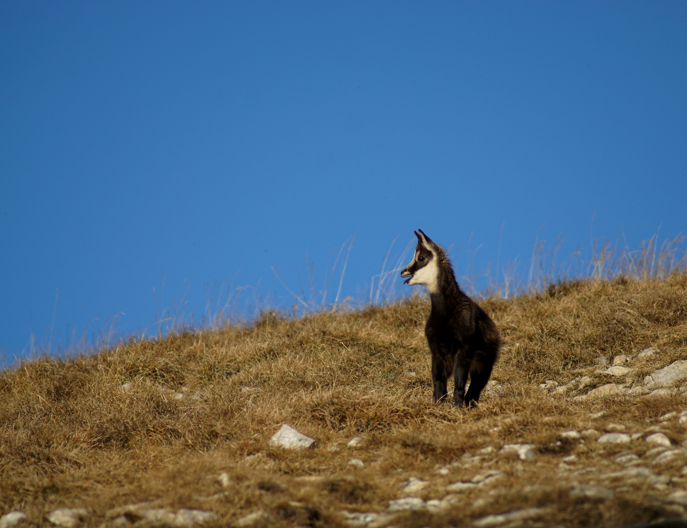 c è nessuuuunooooo???
