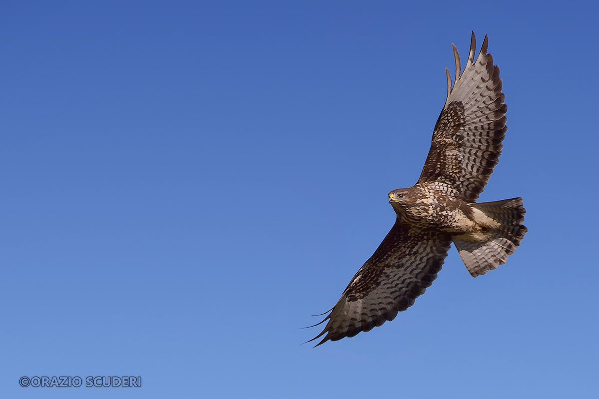 Buteo buteo
