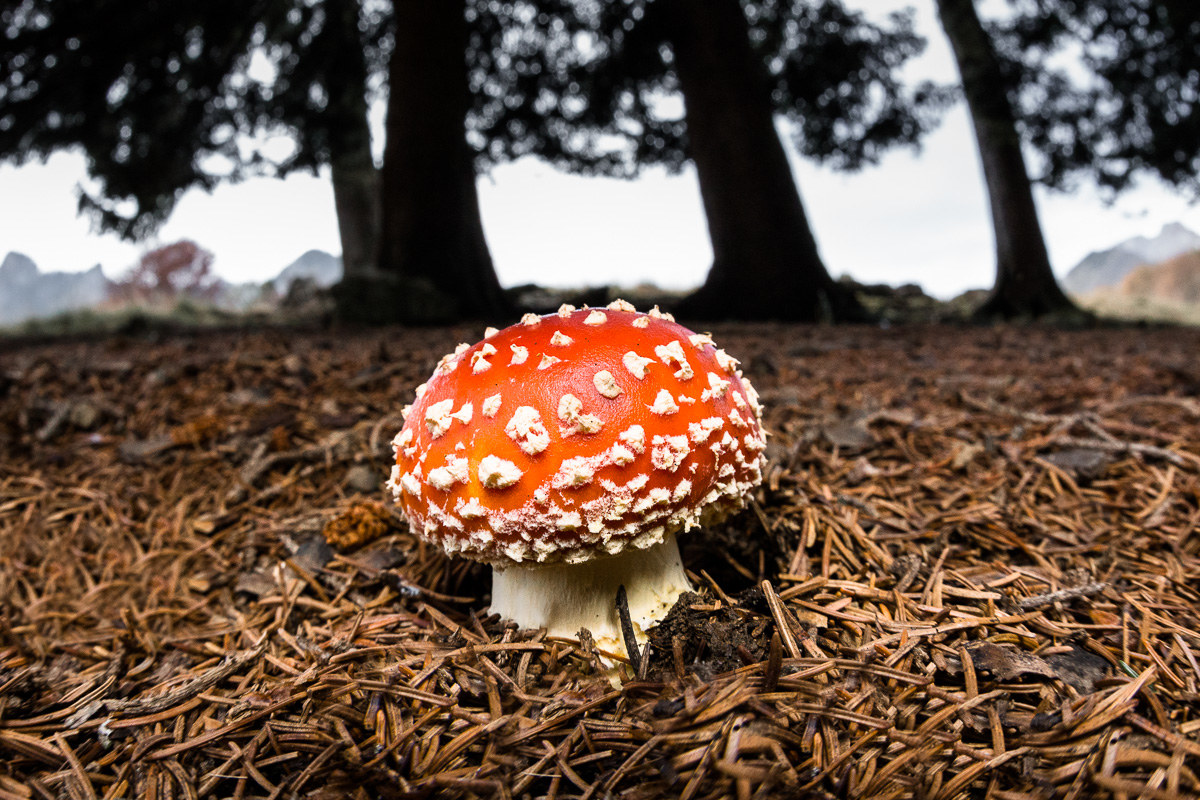 Amanita muscaria ...