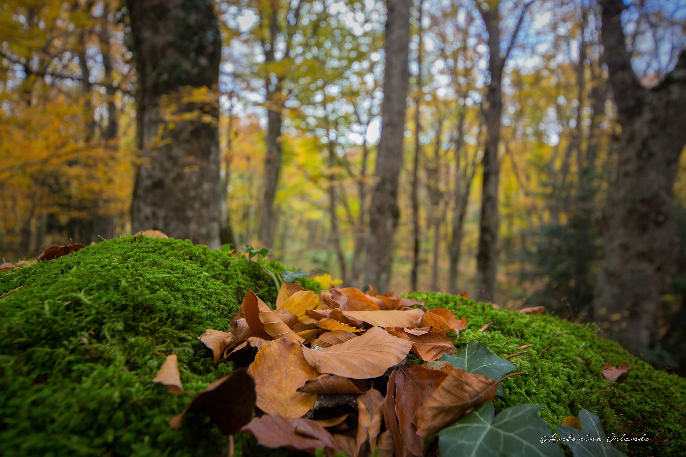 Autunno , il sottobosco .