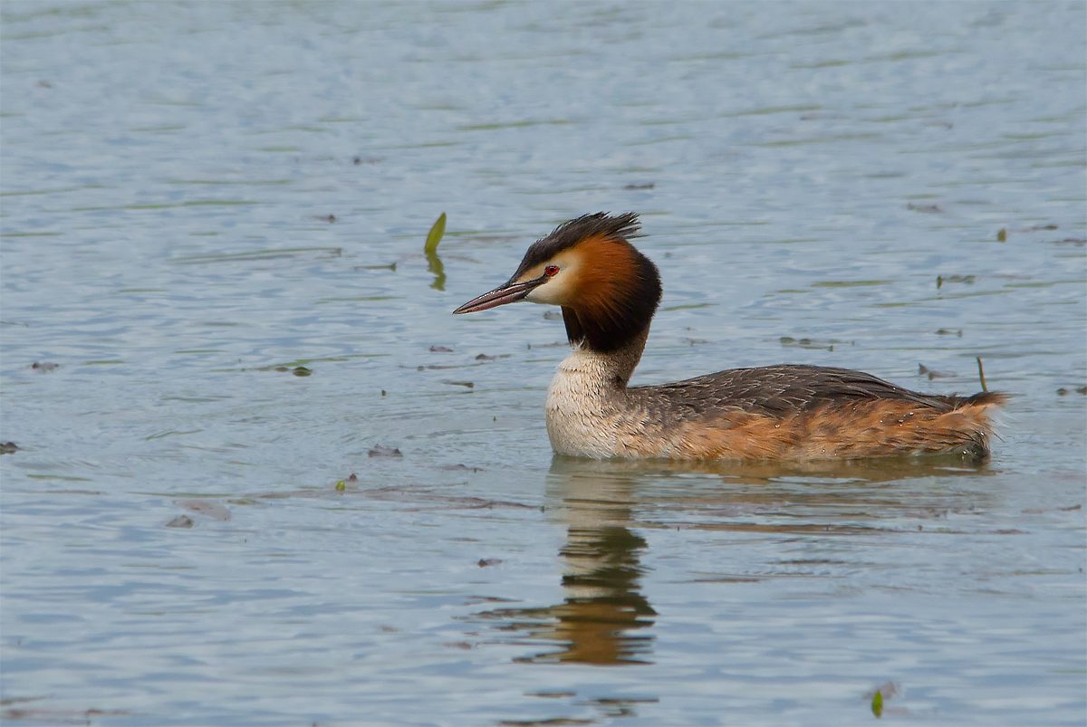 The sphinx of the pond