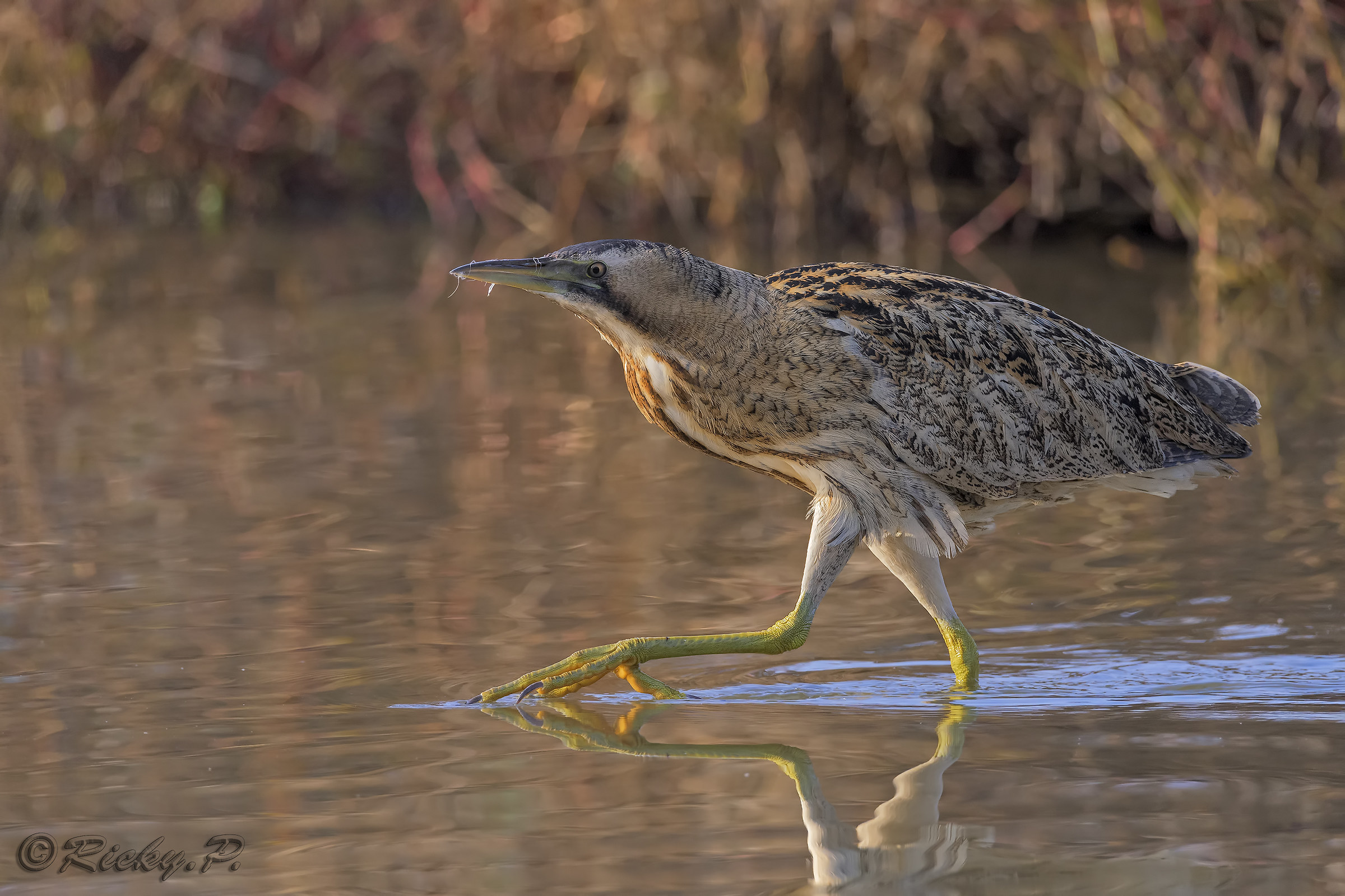 Bittern