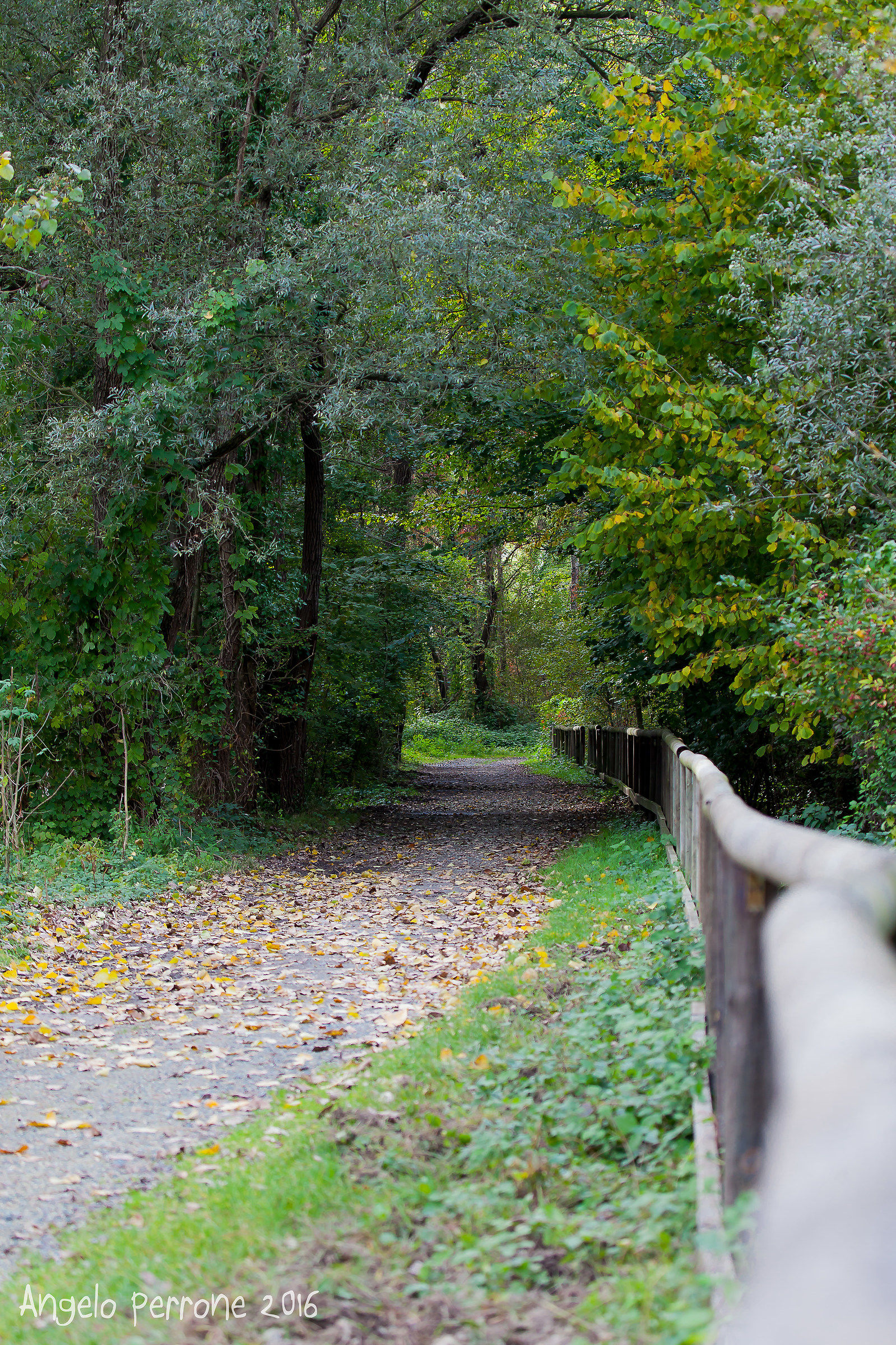 Via the Avigliana swamp