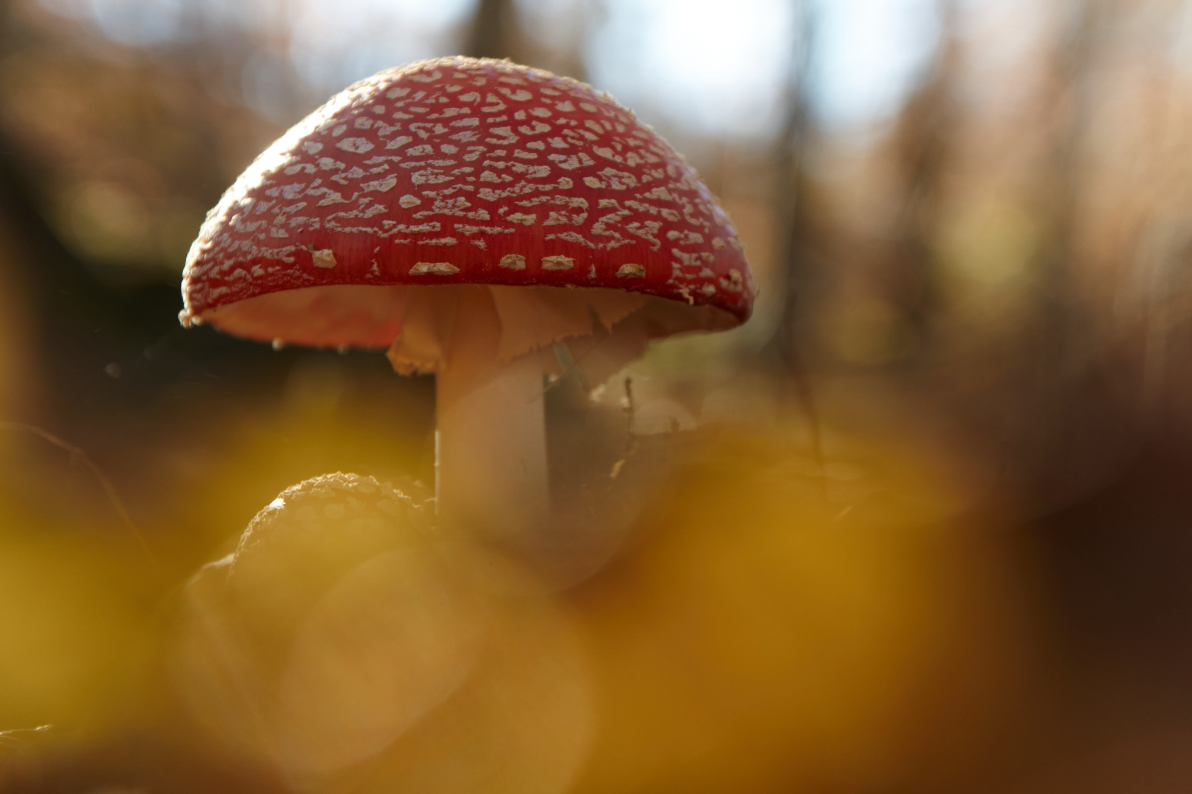 amanita muscaria