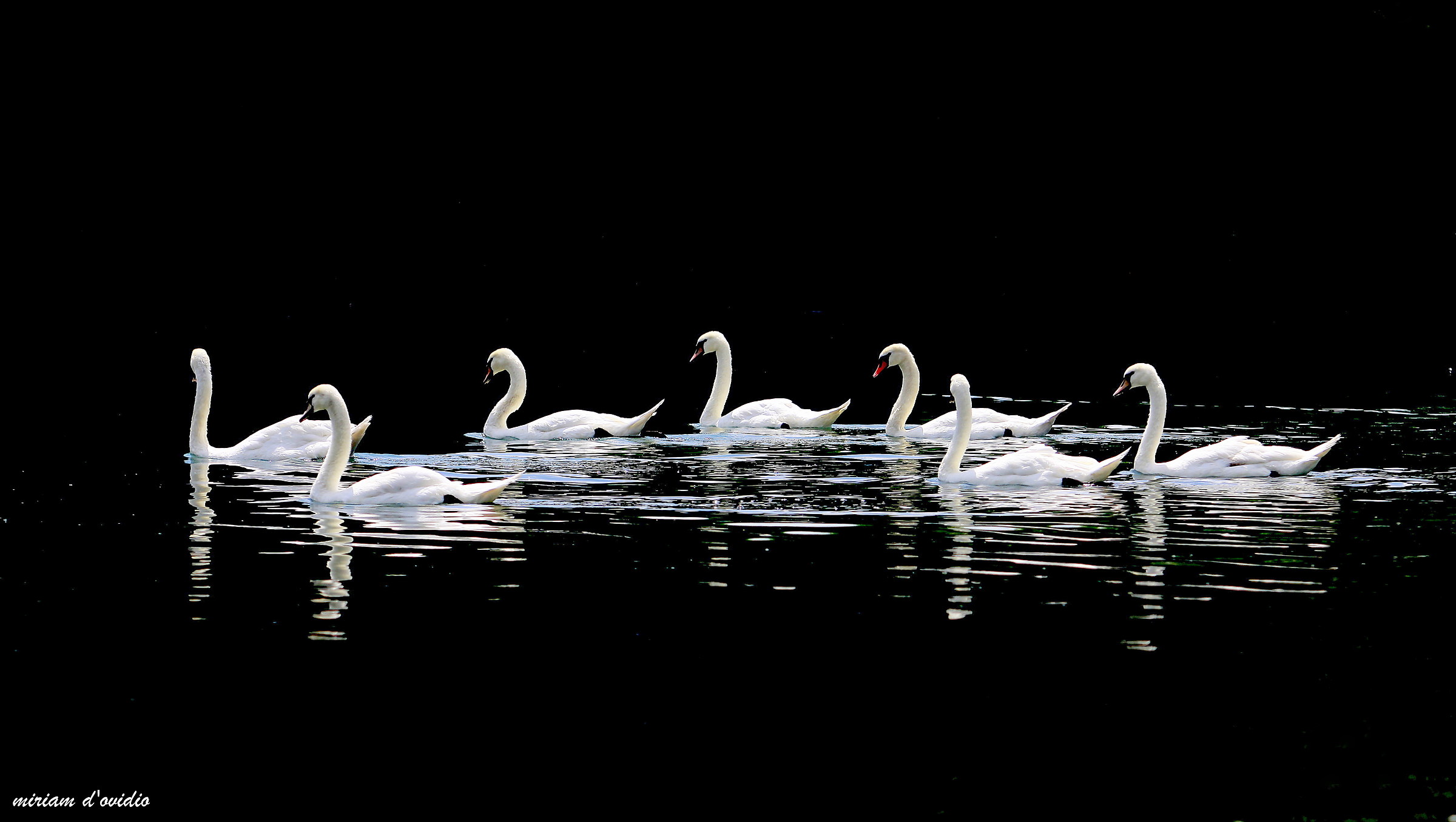 synchronized swimming on the surface