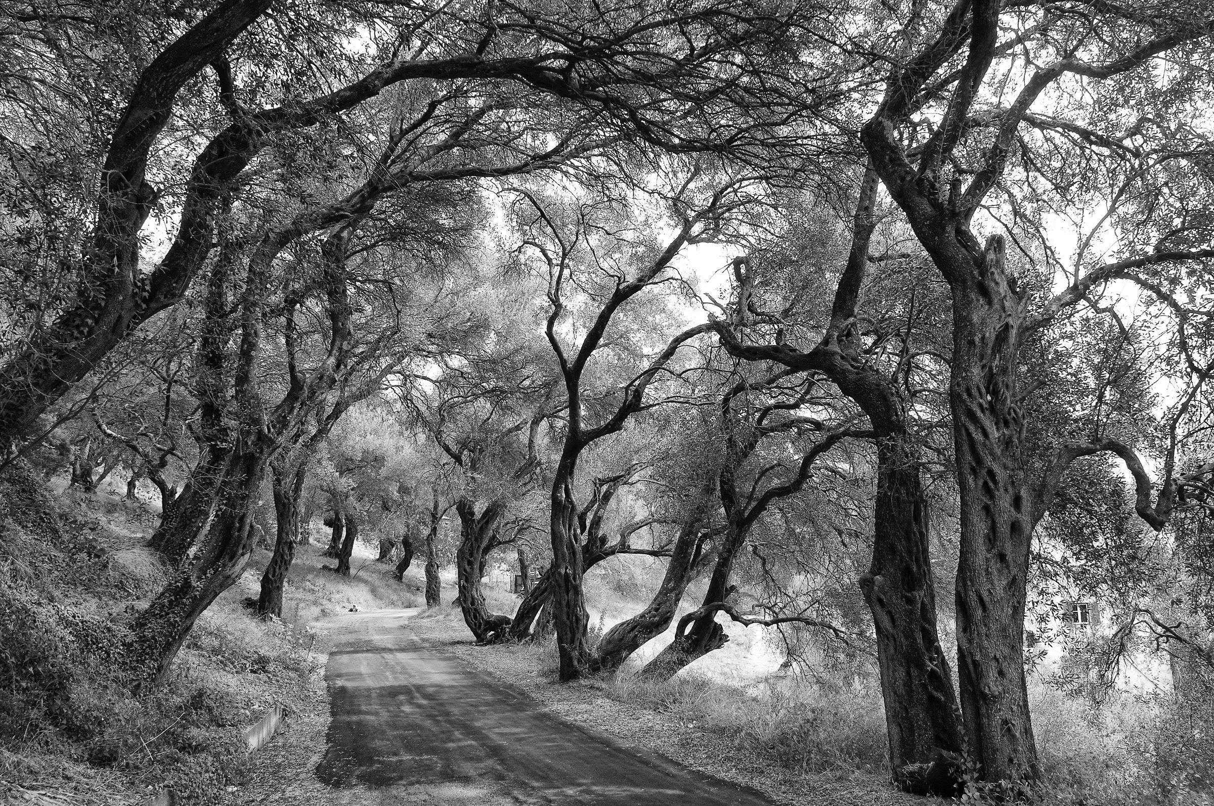 bosco di ulivi a corfù