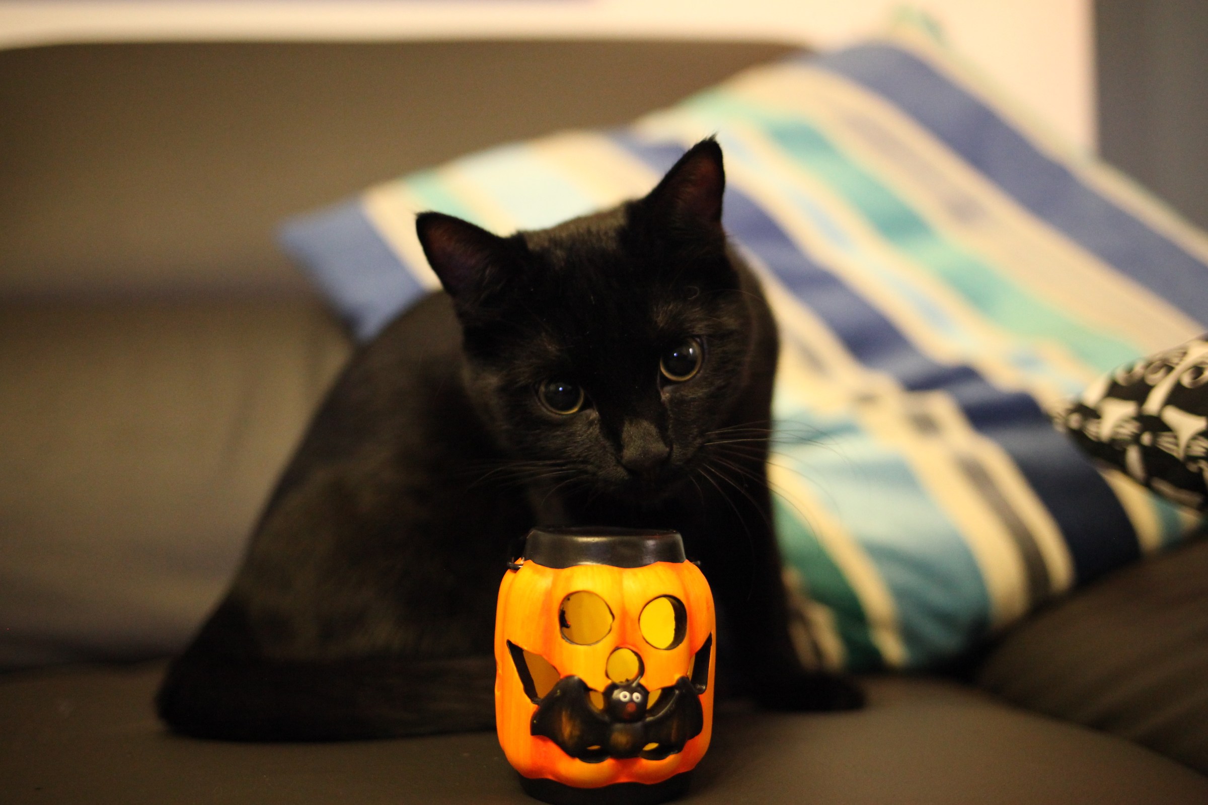 Hallowen cat