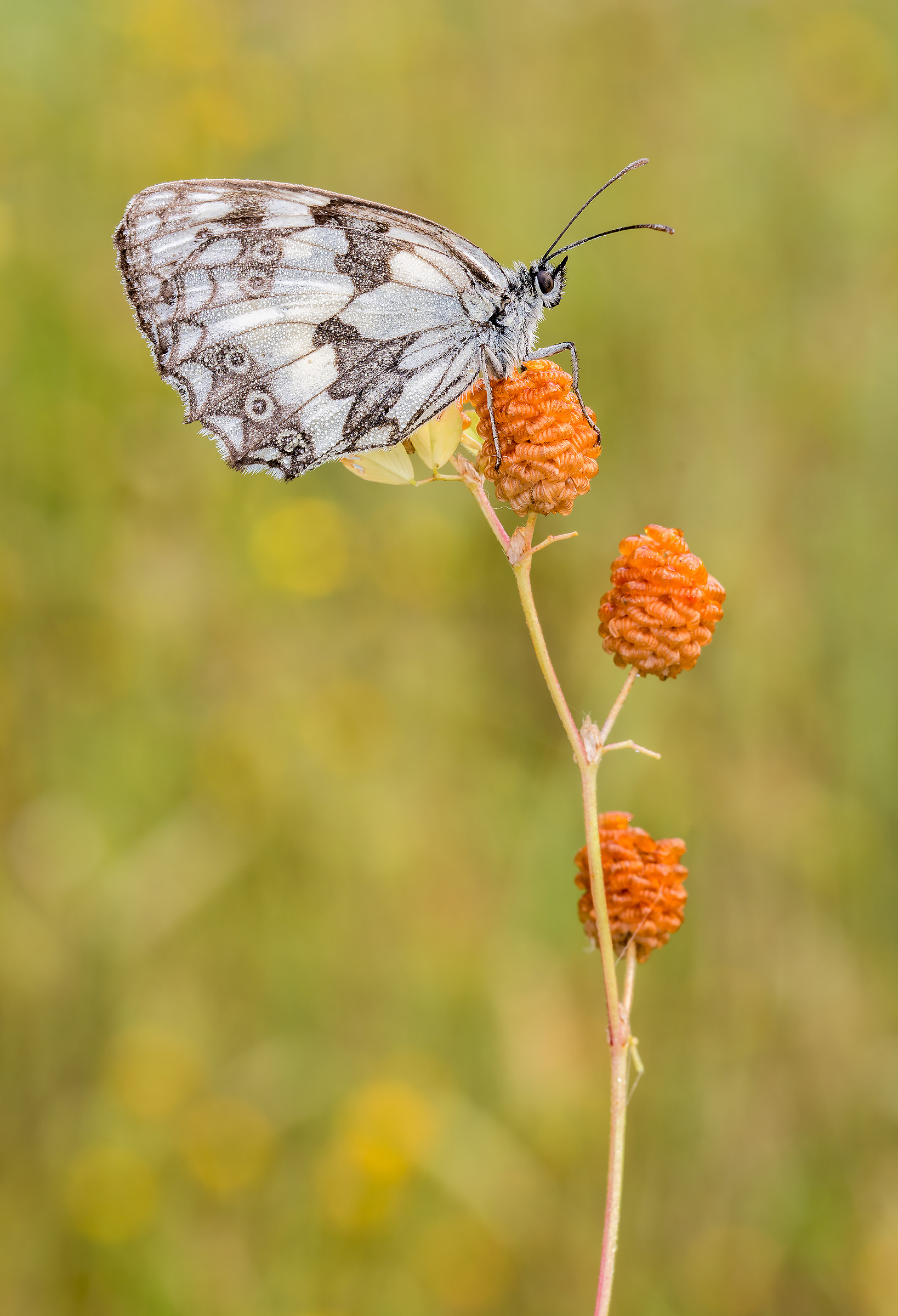 Melanargia galathea