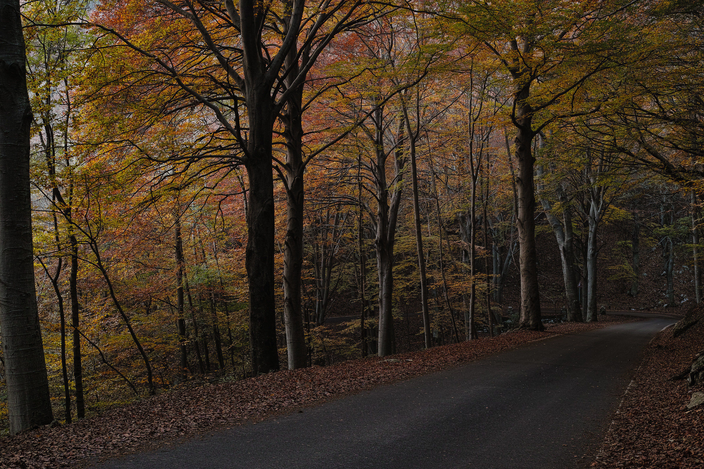 Autumn at Campo dei Fiori