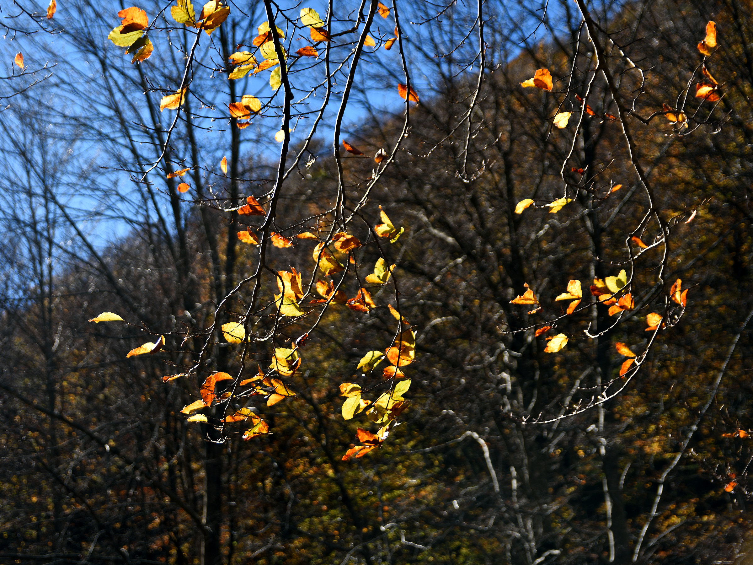 Farfalle d'autunno