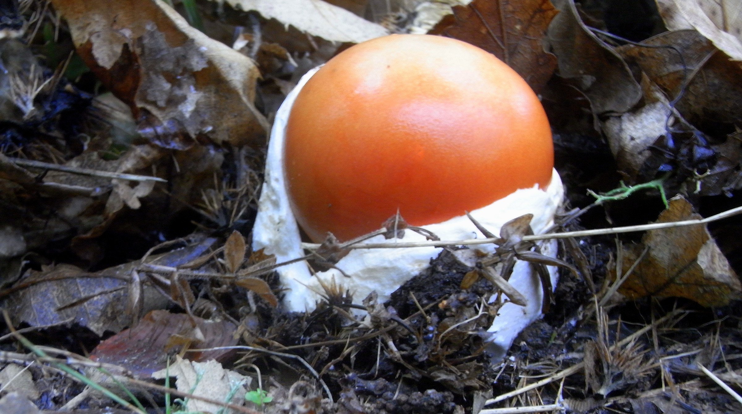Amanita Caesarea