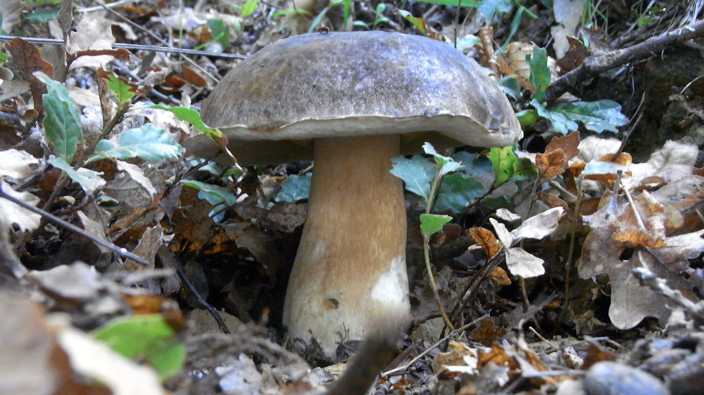 Boletus Airways