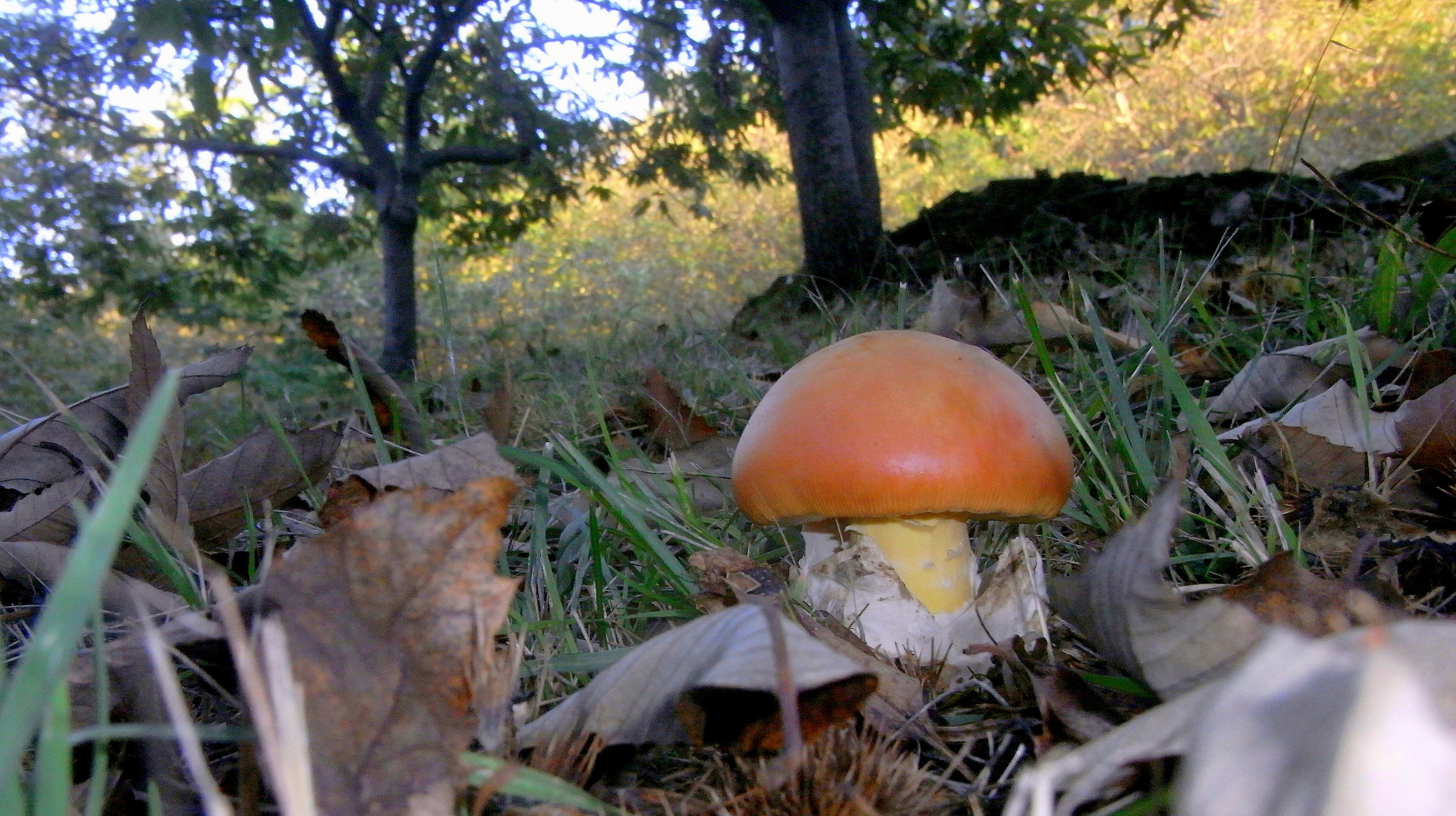 Amanita Caesarea