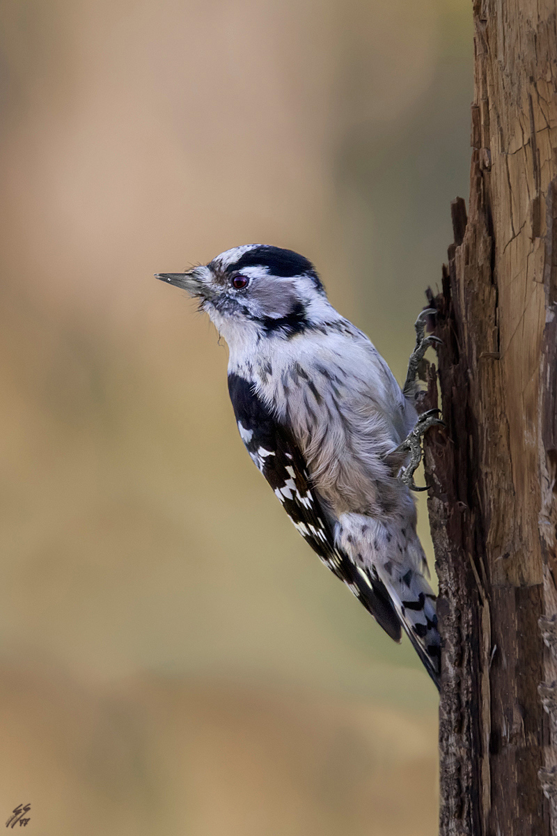 ..picchio rosso minore..