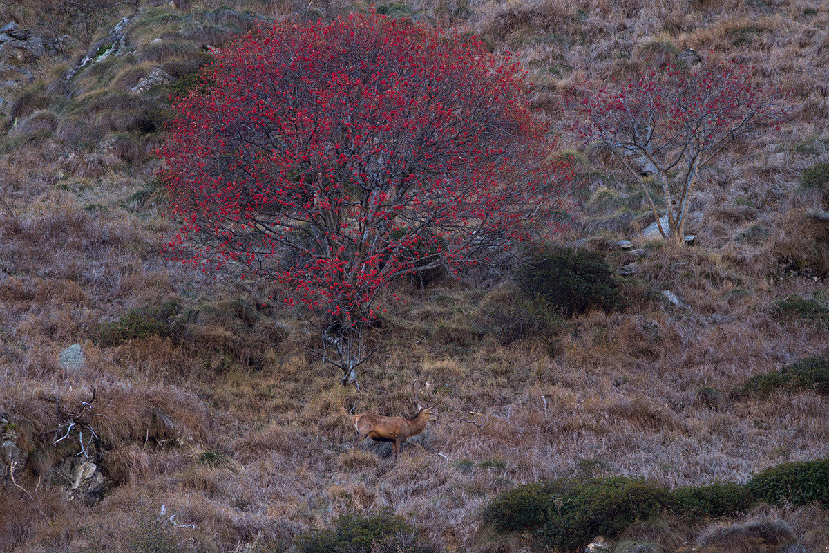 mimicry, little light, away ...