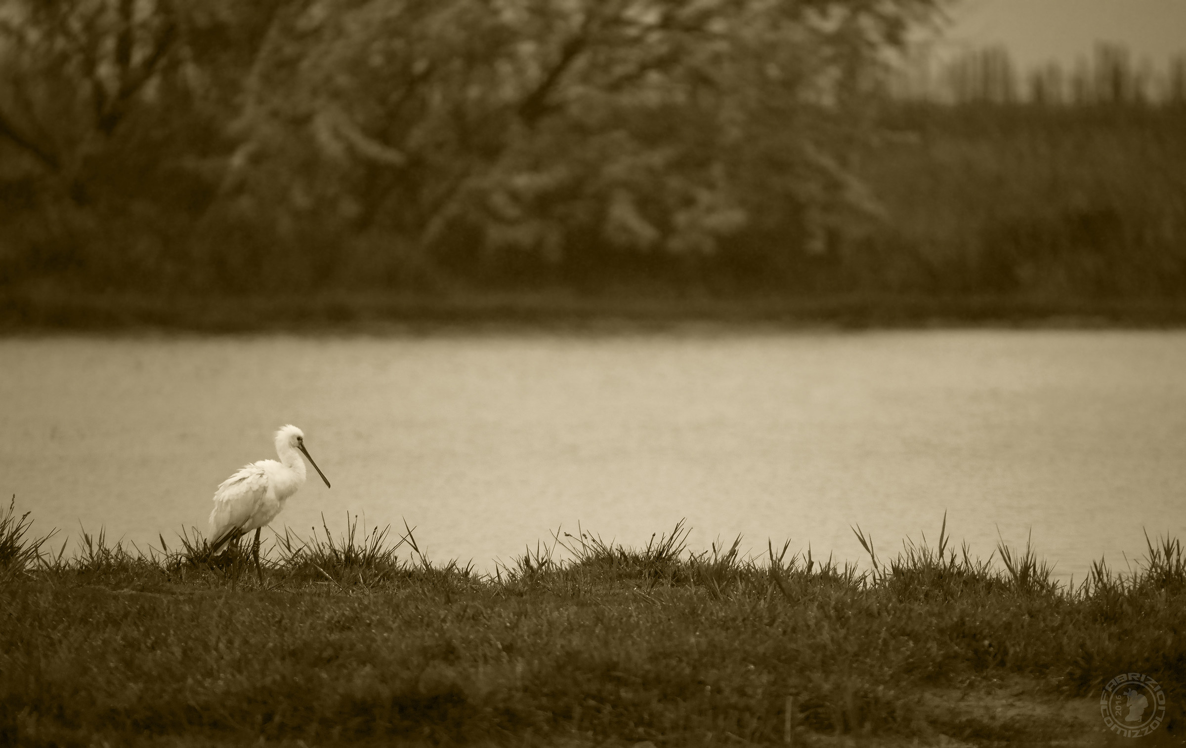 Spatola - Platalea leucorodia