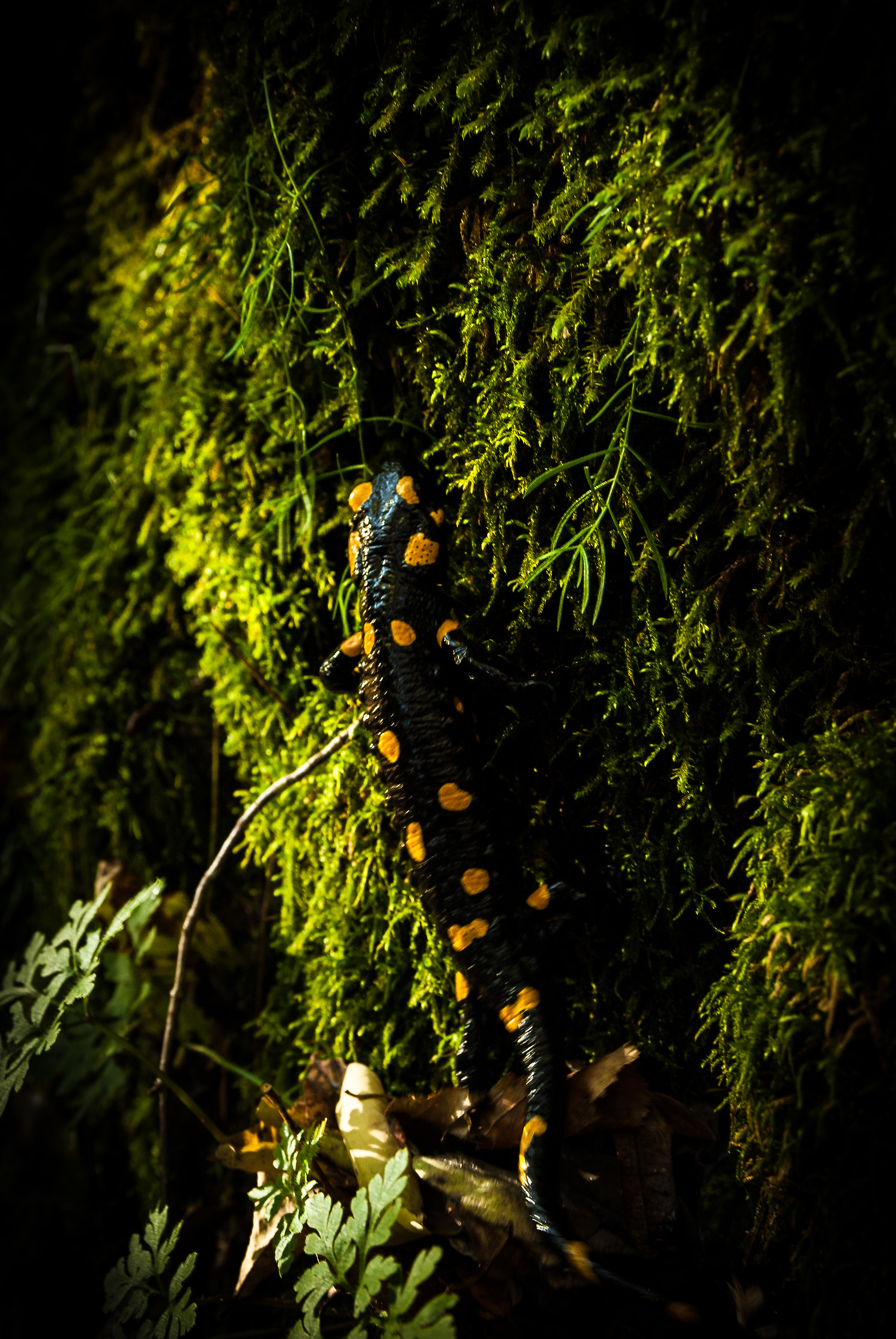 salamander, on the trail to fumegai