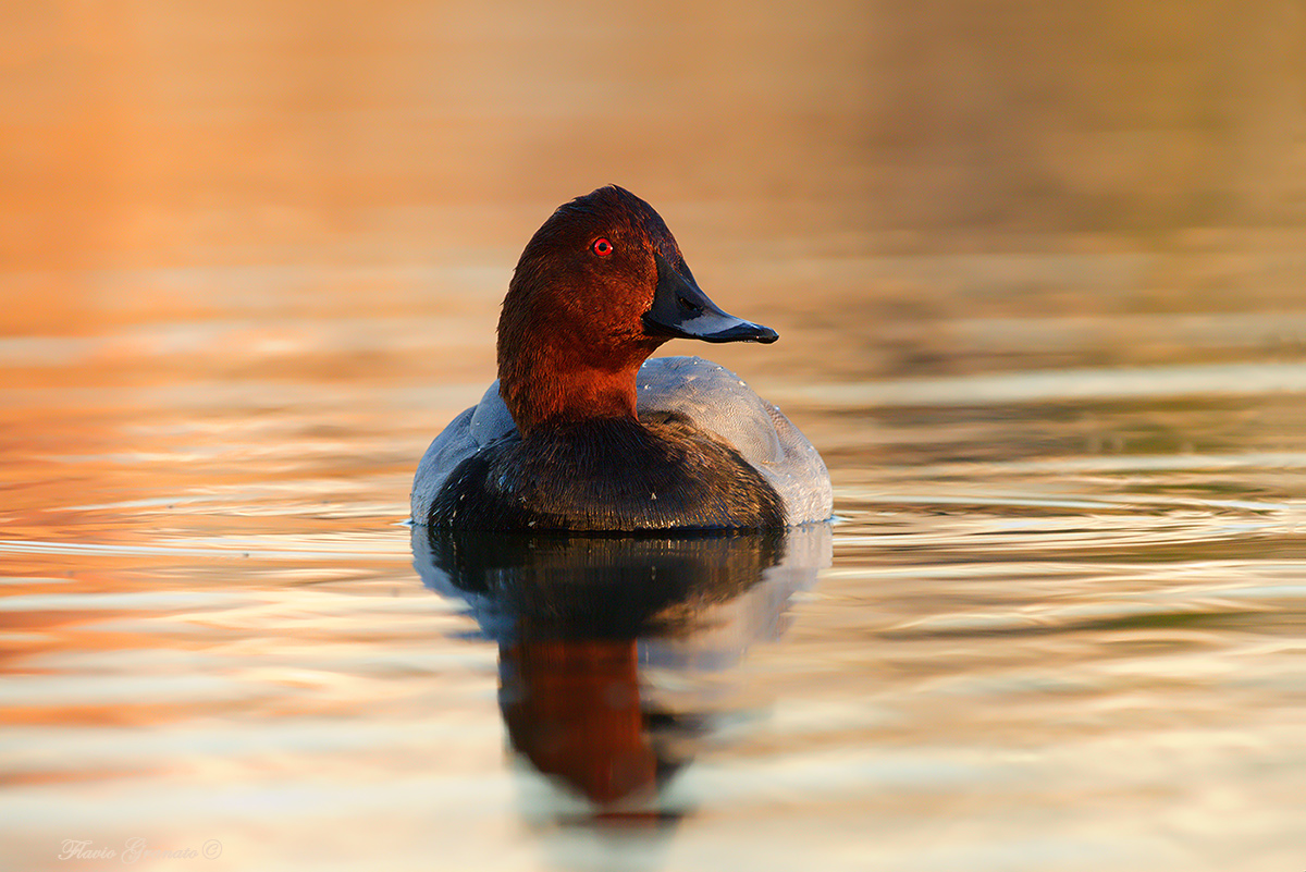 moriglione al tramonto