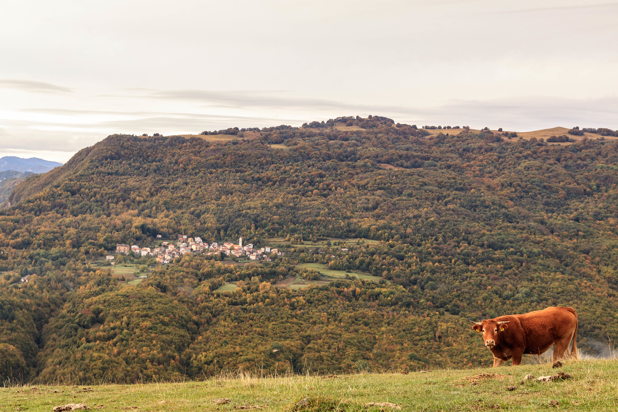 Cosa hai da guardare!?