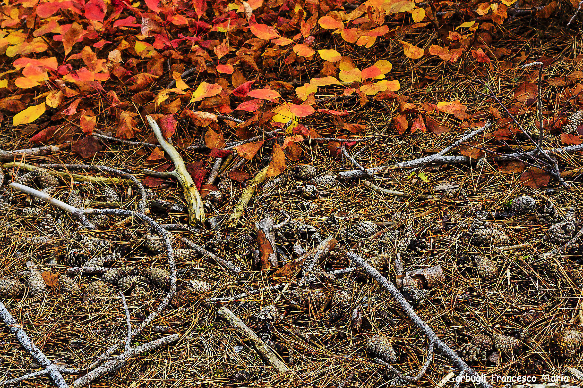 I colori dell'autunno..