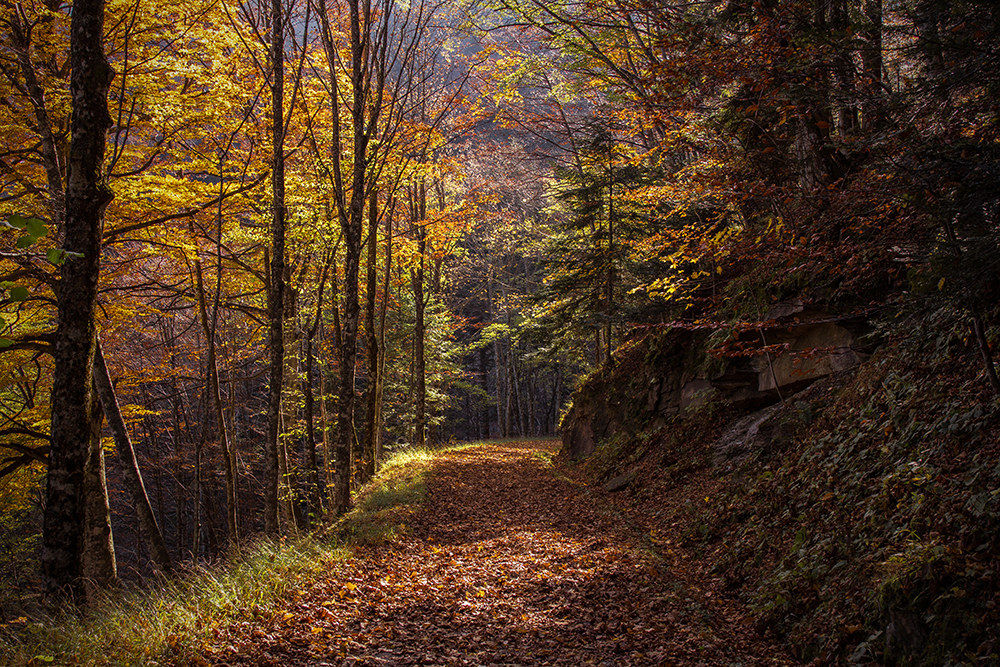 - The colors of Campigna -