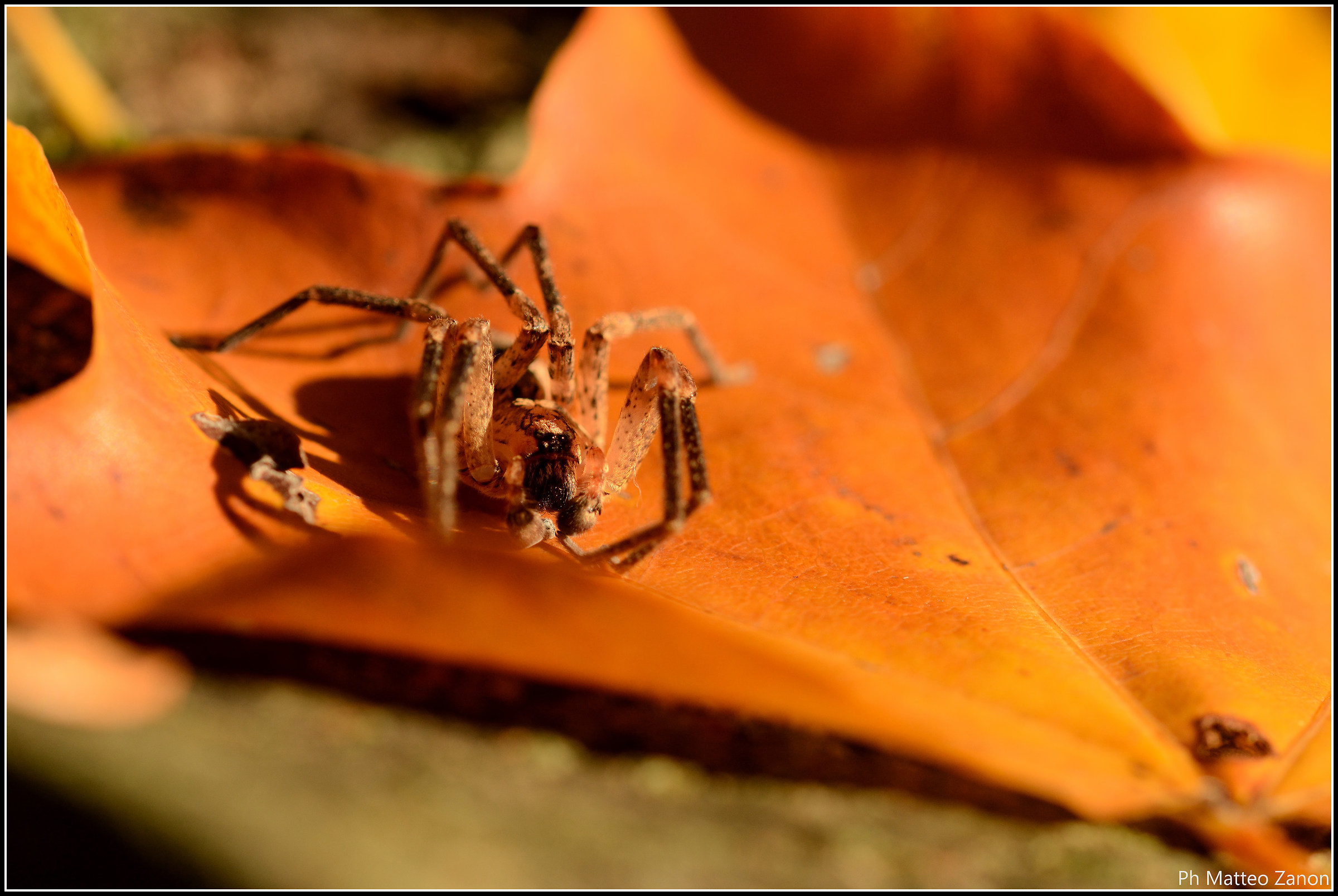 Small inhabitants among the leaves