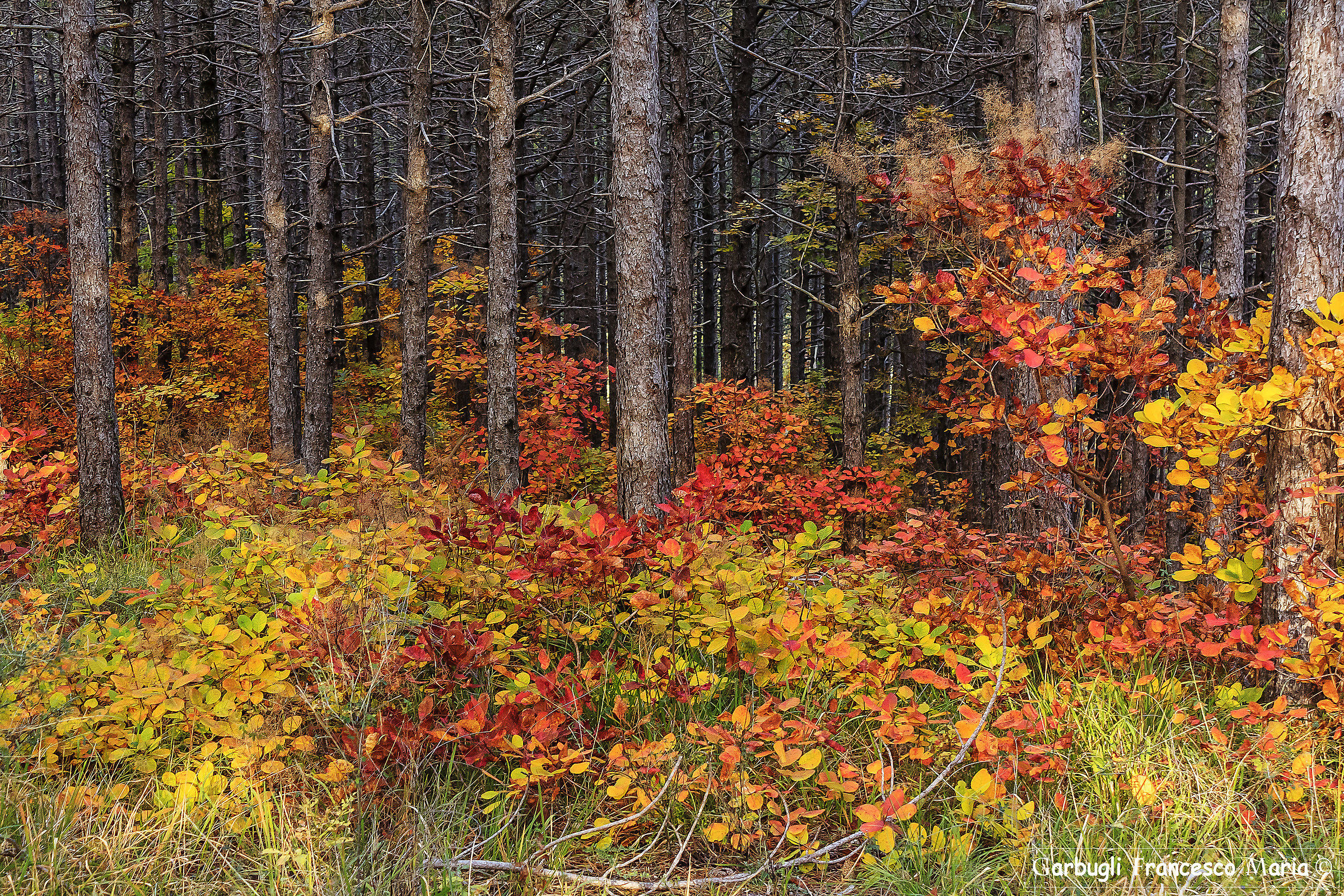 Diagonale in rosso...