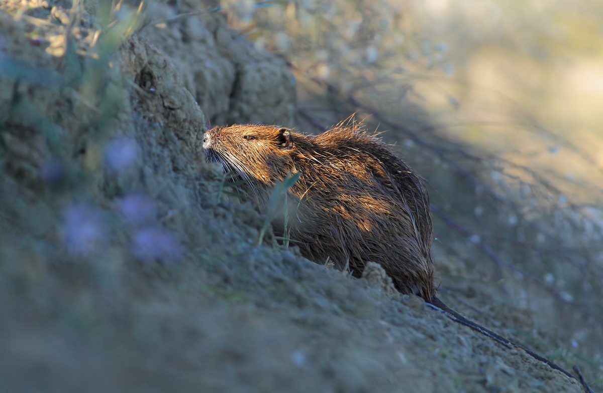 Nutria