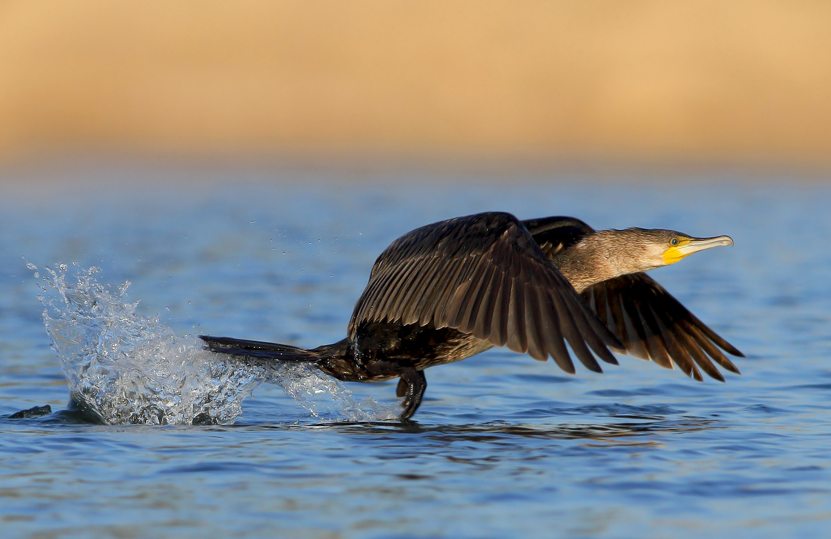 cormorant