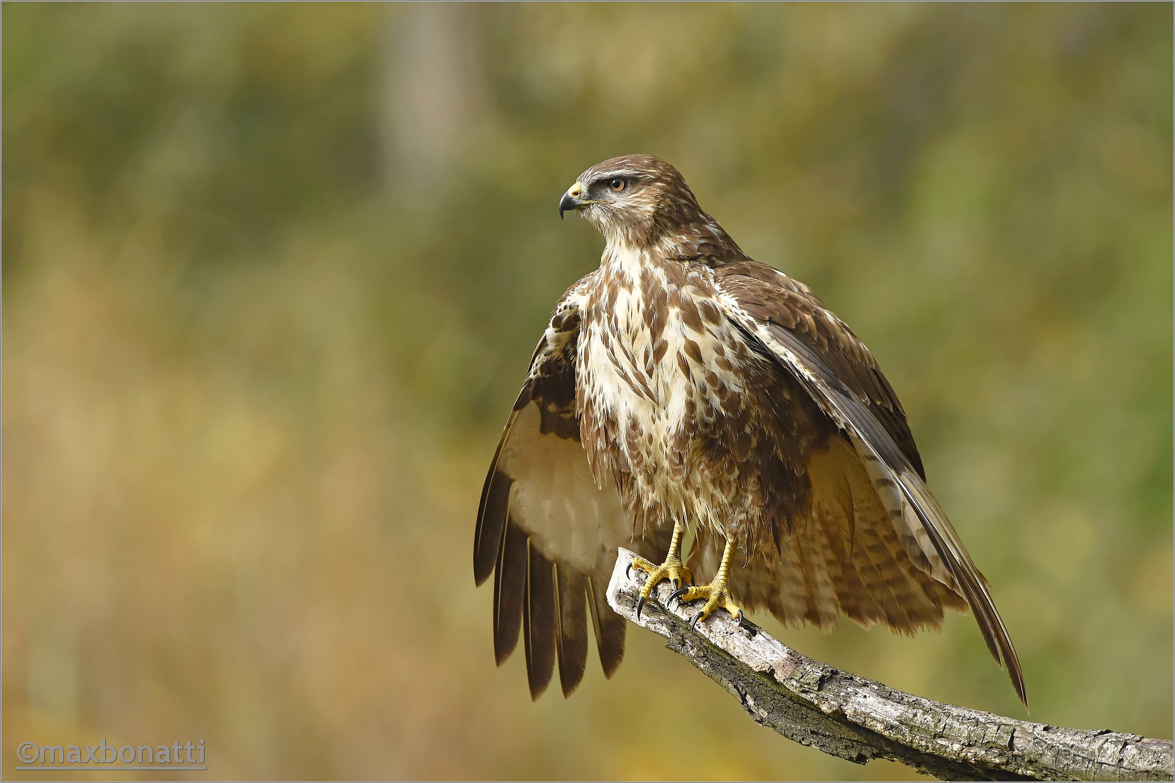 ... How beautiful you. (No crop)