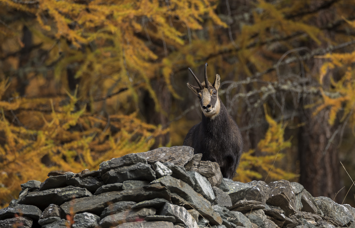 Chamois