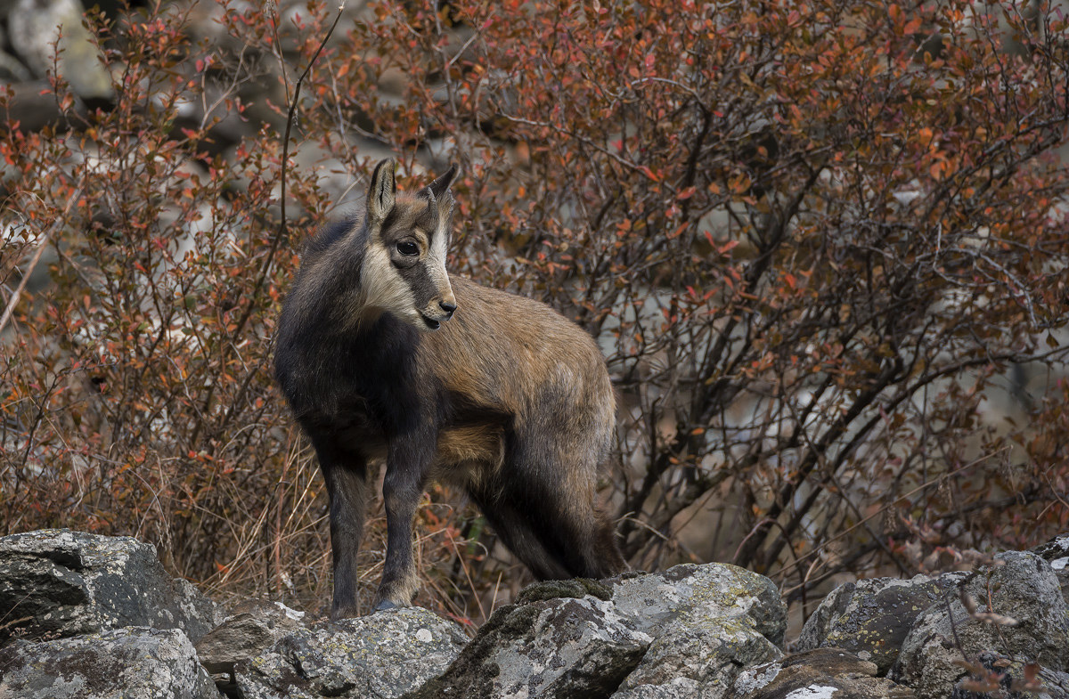 Chamois