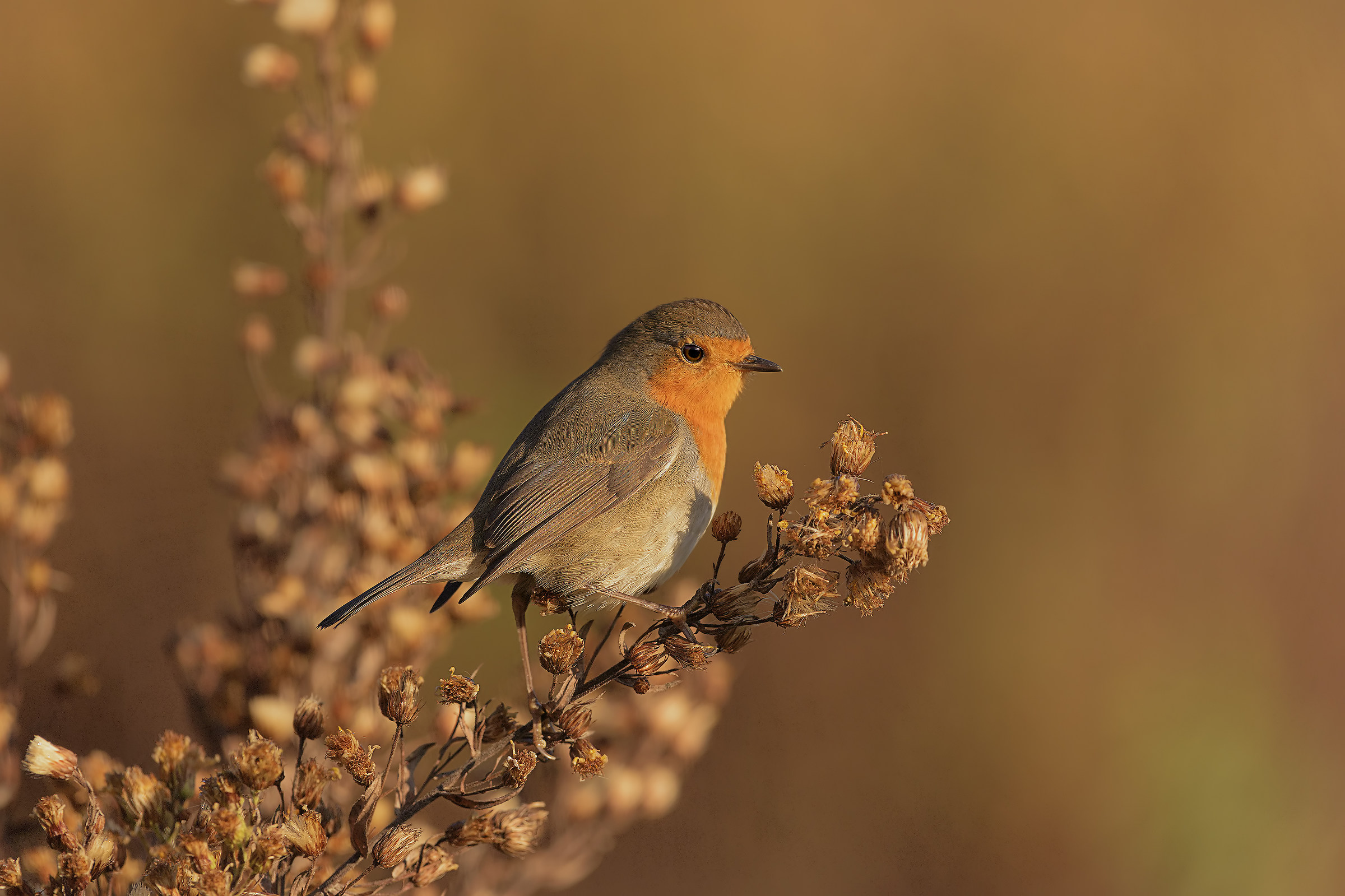 Robin at first light
