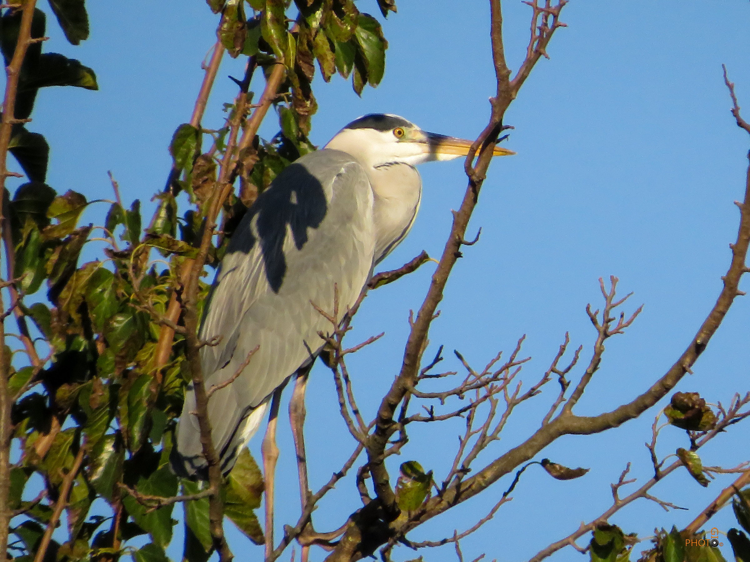 gray heron