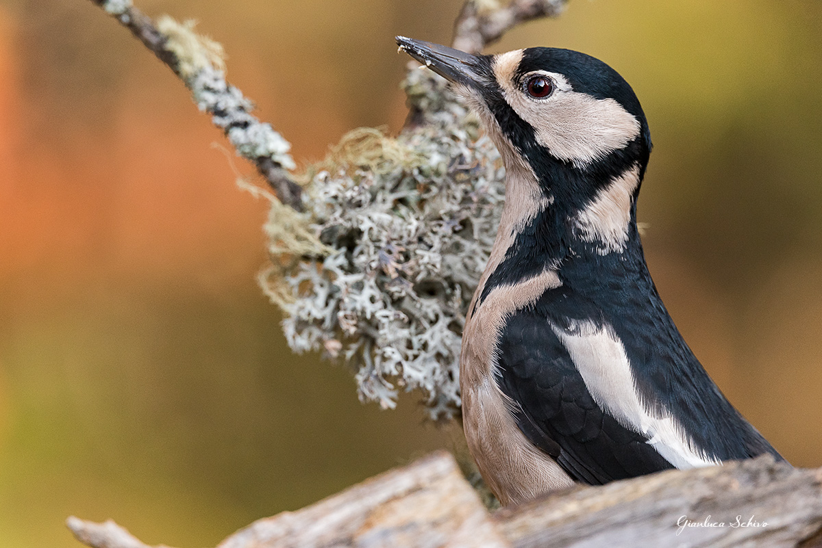 Great Spotted Woodpecker Female