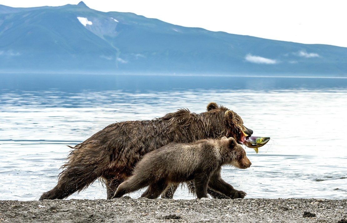 Kamchatka 2016 - Con la preda