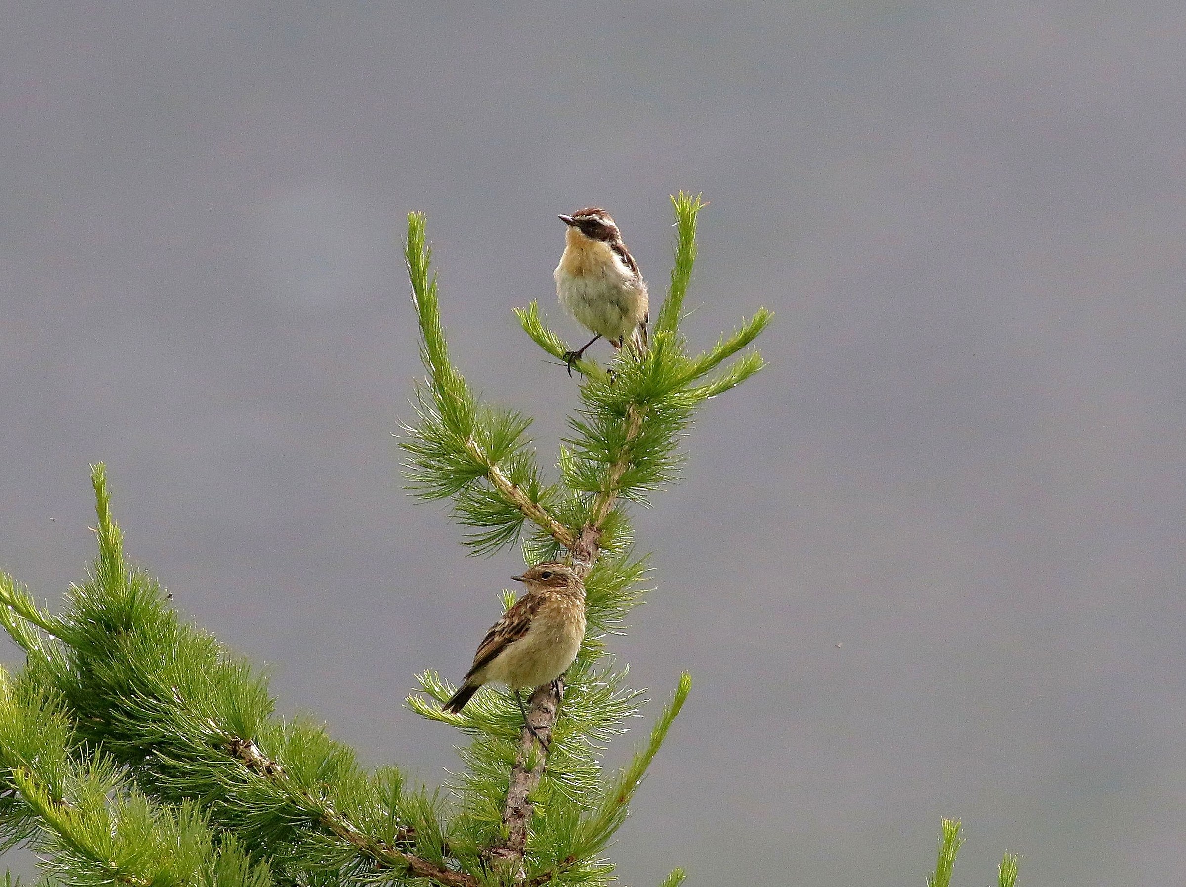 pair of Whinchats