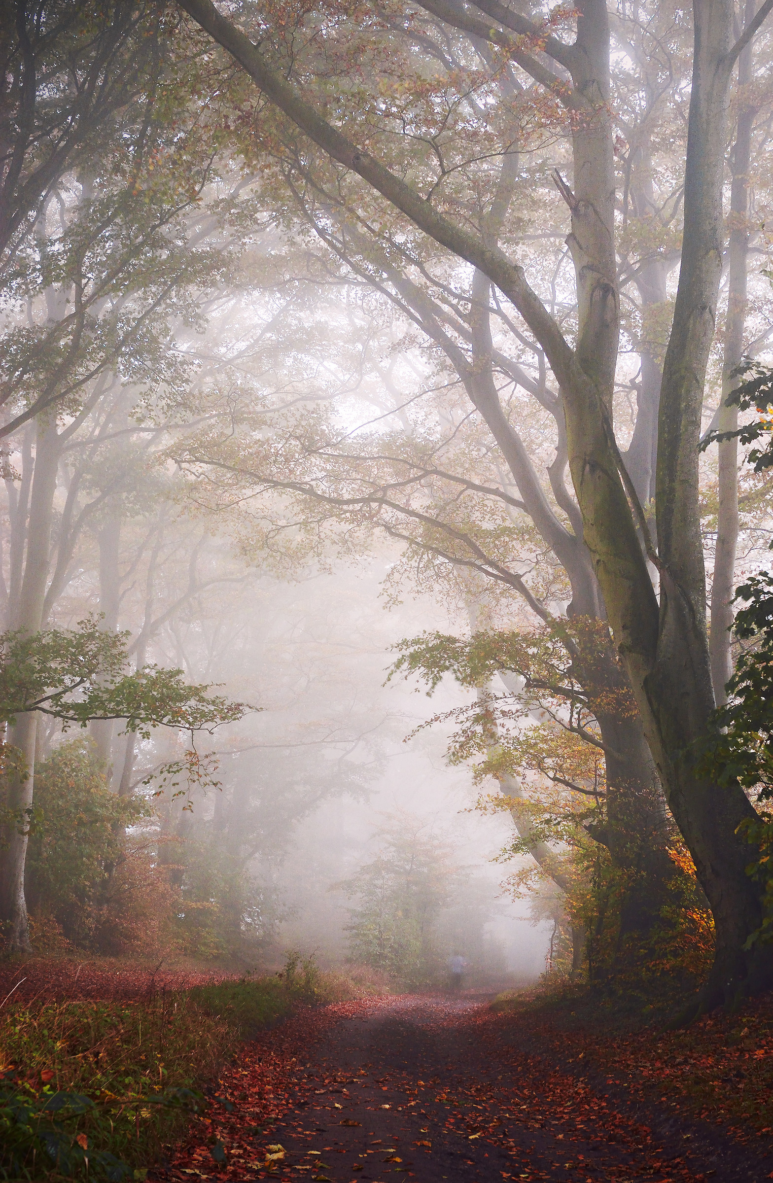 Foggy Morning Jogging...