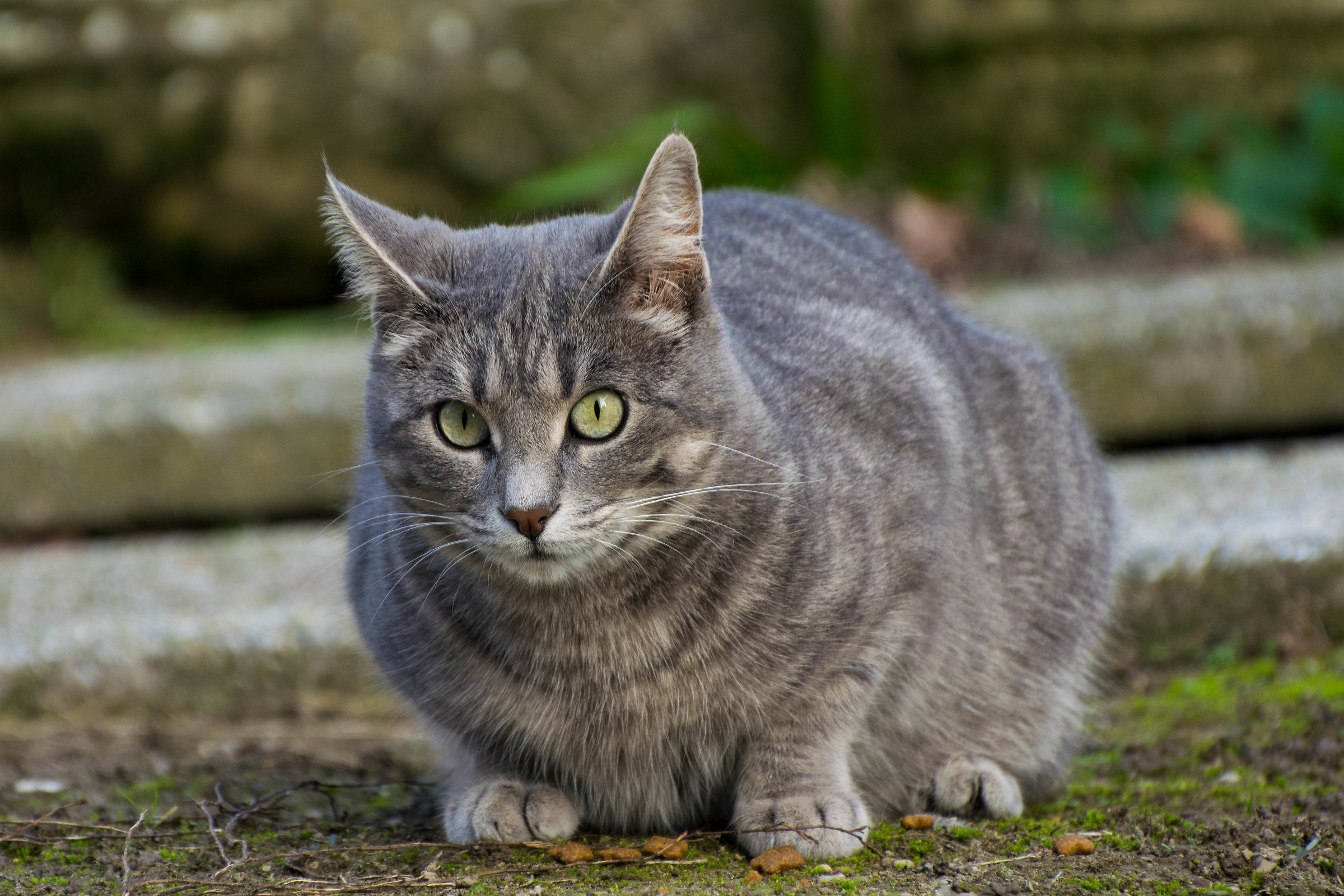per una manciata di croccantini....