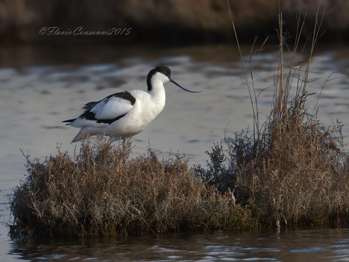 Avocetta serale