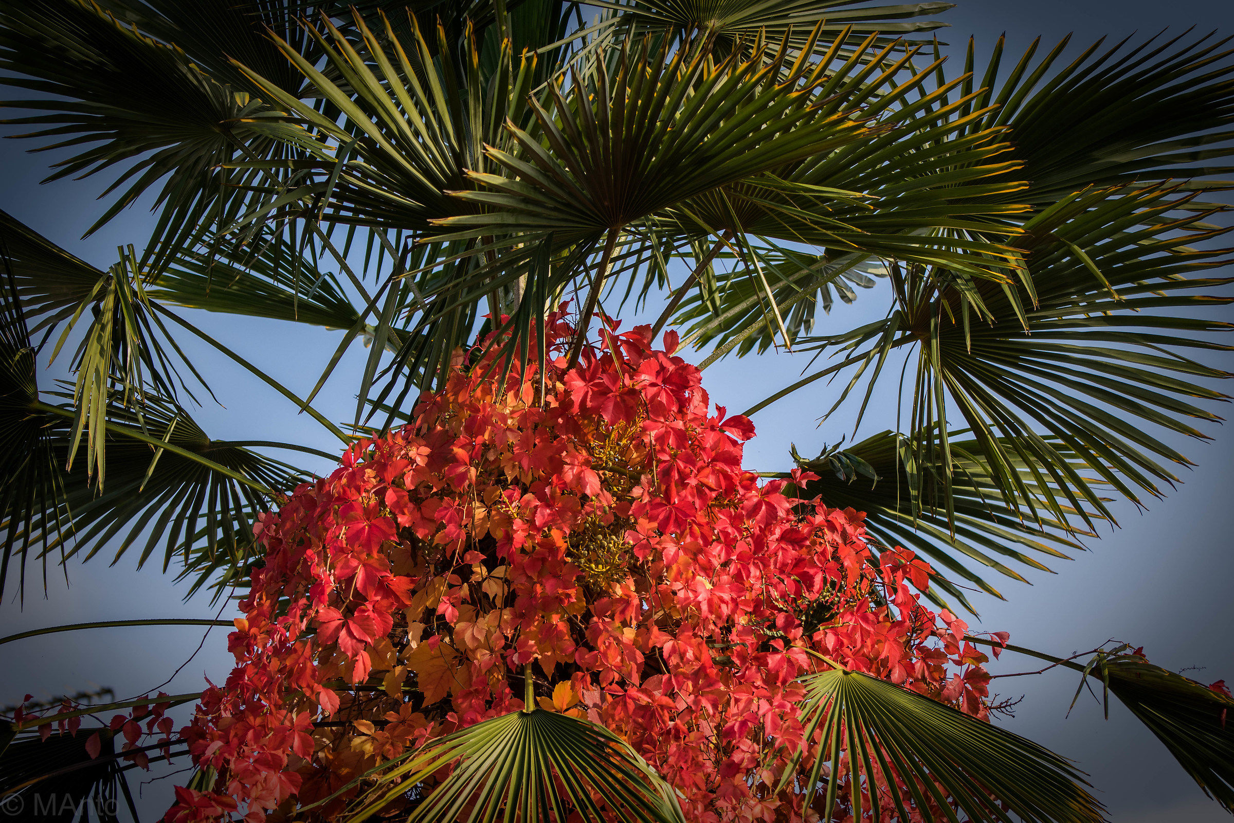 La palma vestita d'autunno