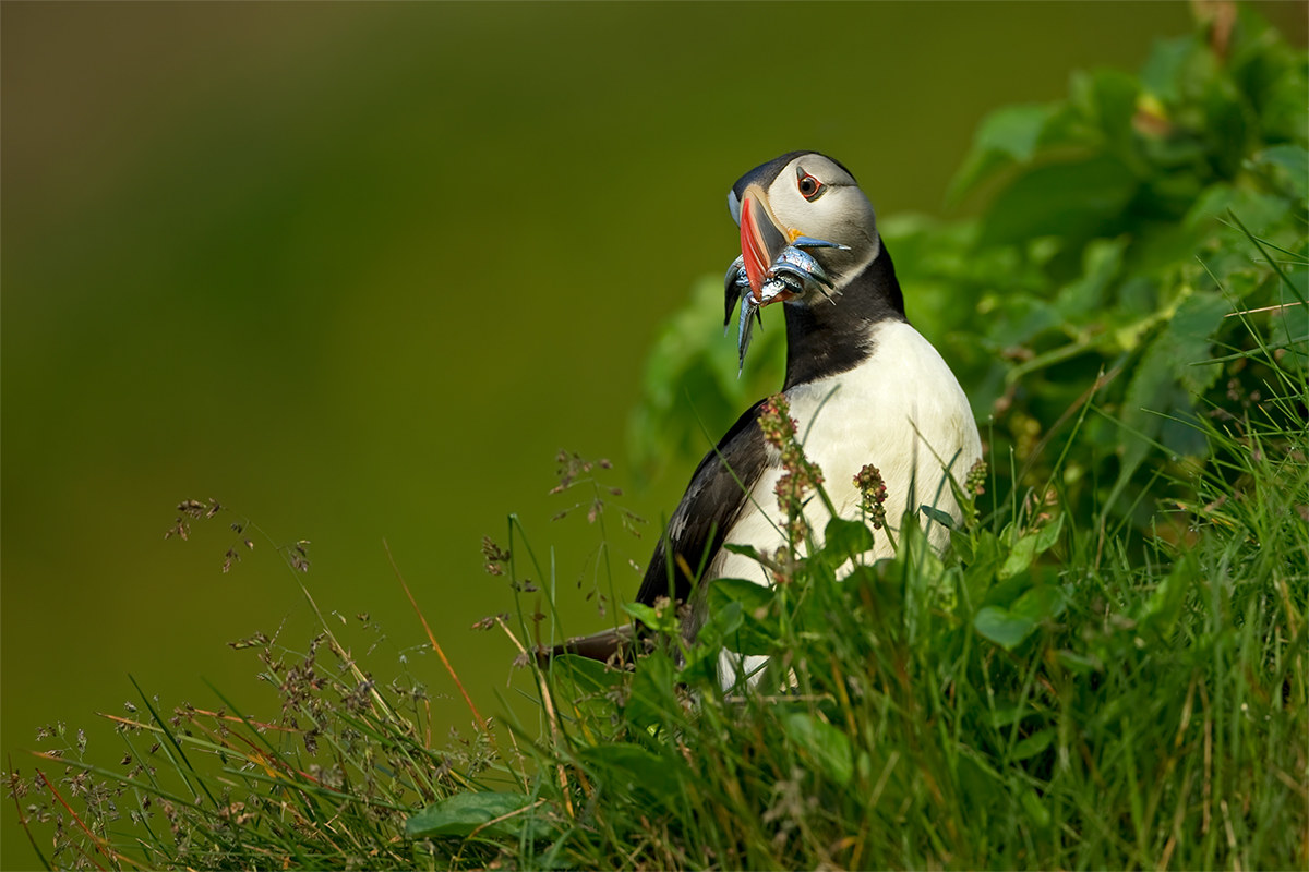Fratercula arctica (Atlantic puffin) - Iceland