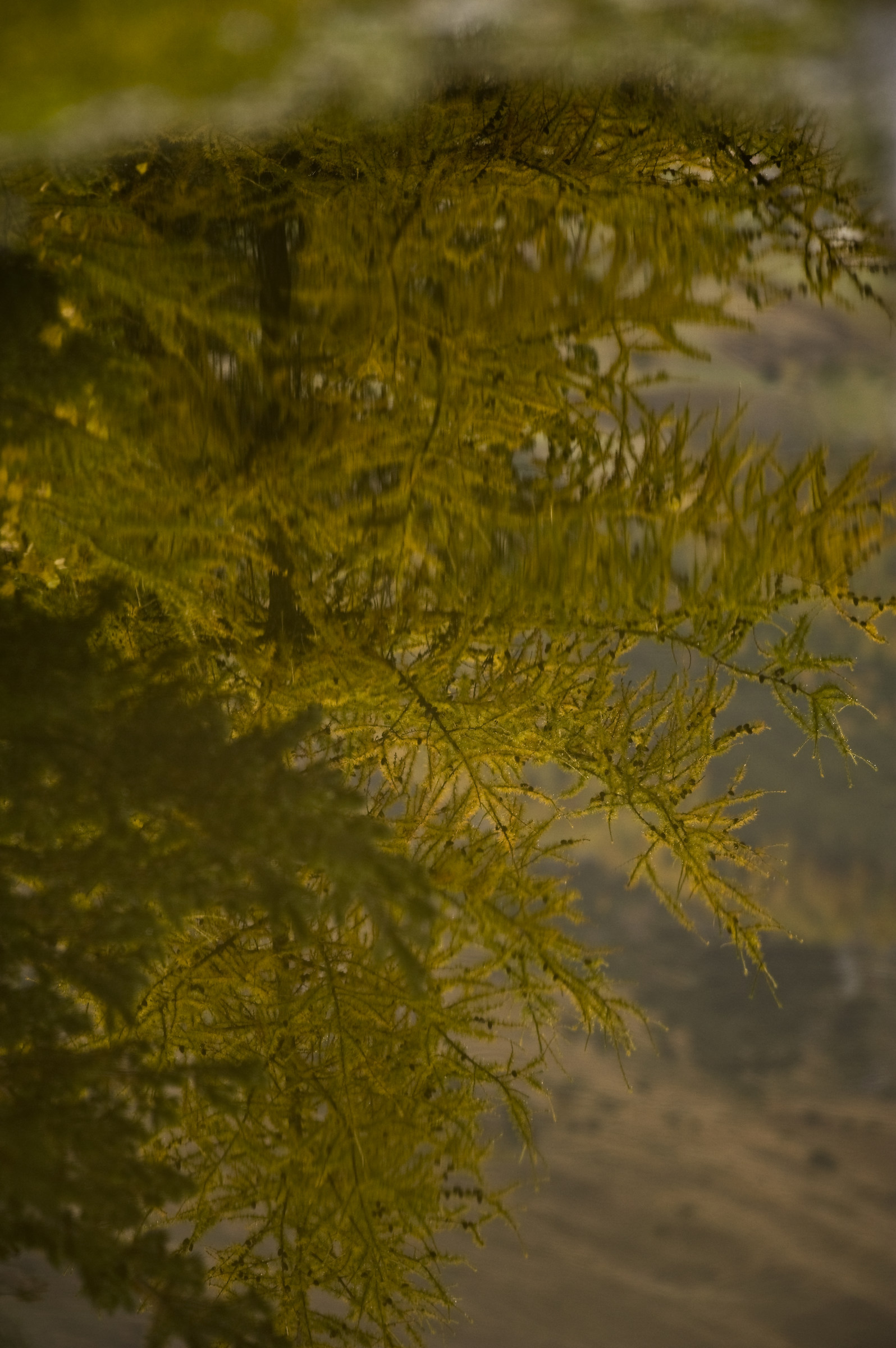 Larice allo specchio