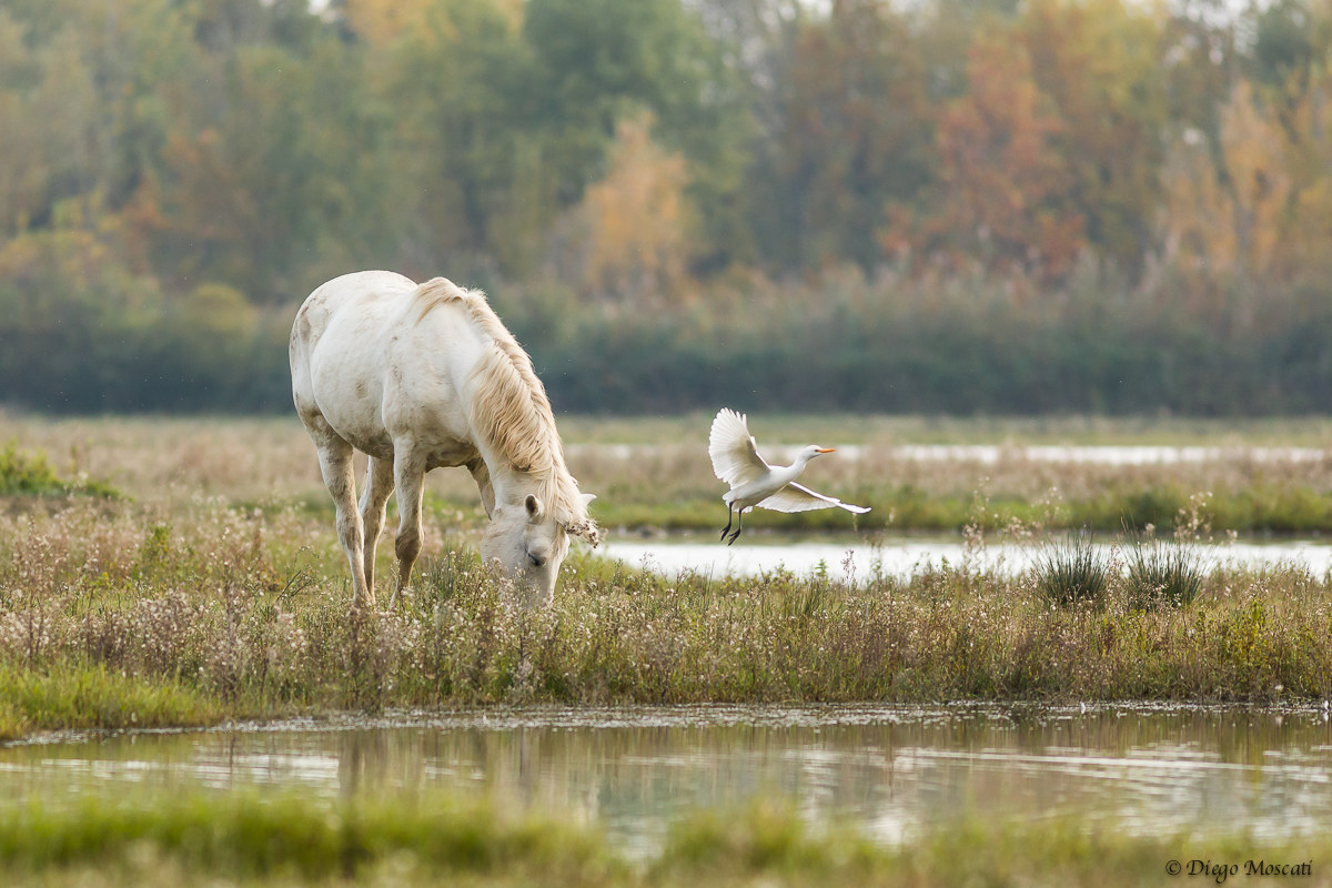 Camargue horse in the company steering wheel ...